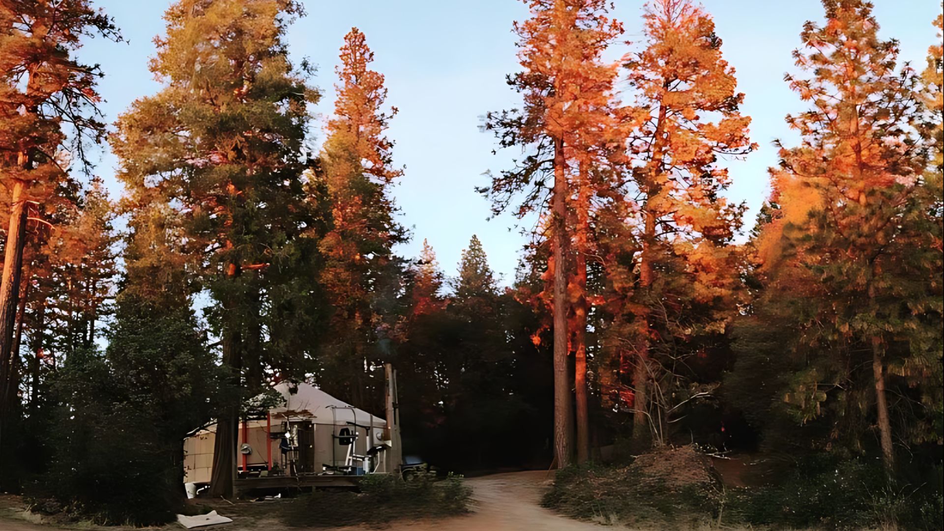 A canvas tent structure is nestled among a grove of towering Giant Sequoia trees, with the warm glow of late afternoon or early morning sunlight illuminating the upper portions of the trees against a clear sky.