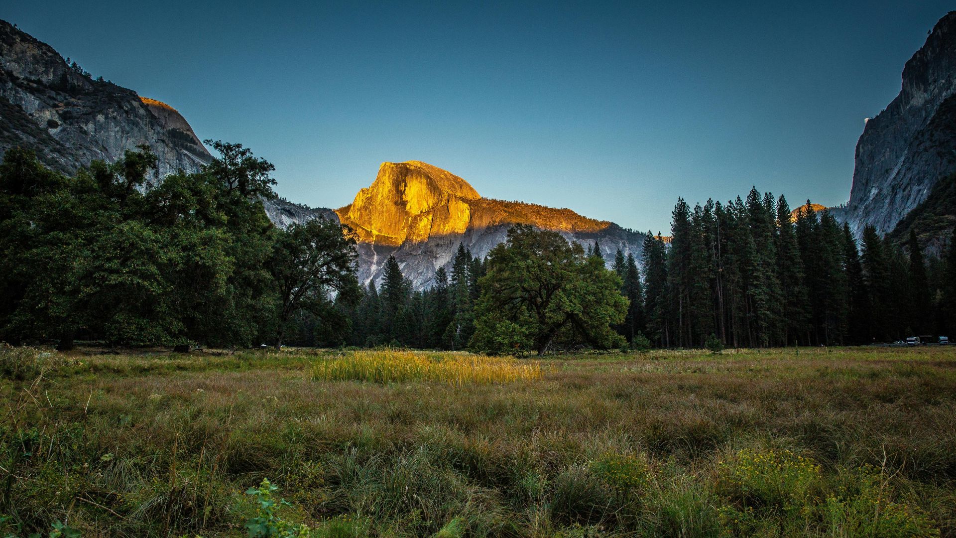 An expansive landscape photograph of Yosemite Valley at sunrise. In the foreground, a vast meadow of golden and green grasses stretches towards a dense forest of evergreen trees. In the midground, the iconic granite formation of Half Dome is illuminated by the golden light of the rising sun, standing prominently against a clear, bright blue sky. Surrounding Half Dome and the meadow, towering granite cliffs and mountains frame the scene on both sides.