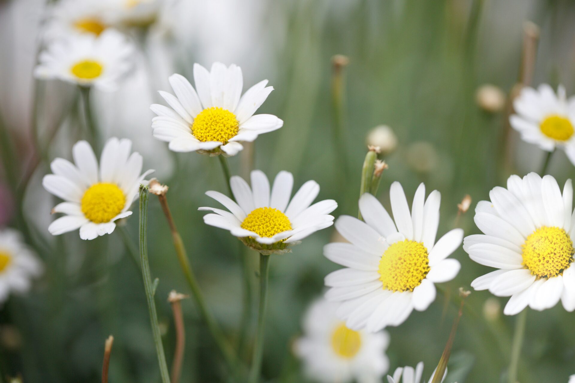 Springtime in Hesse