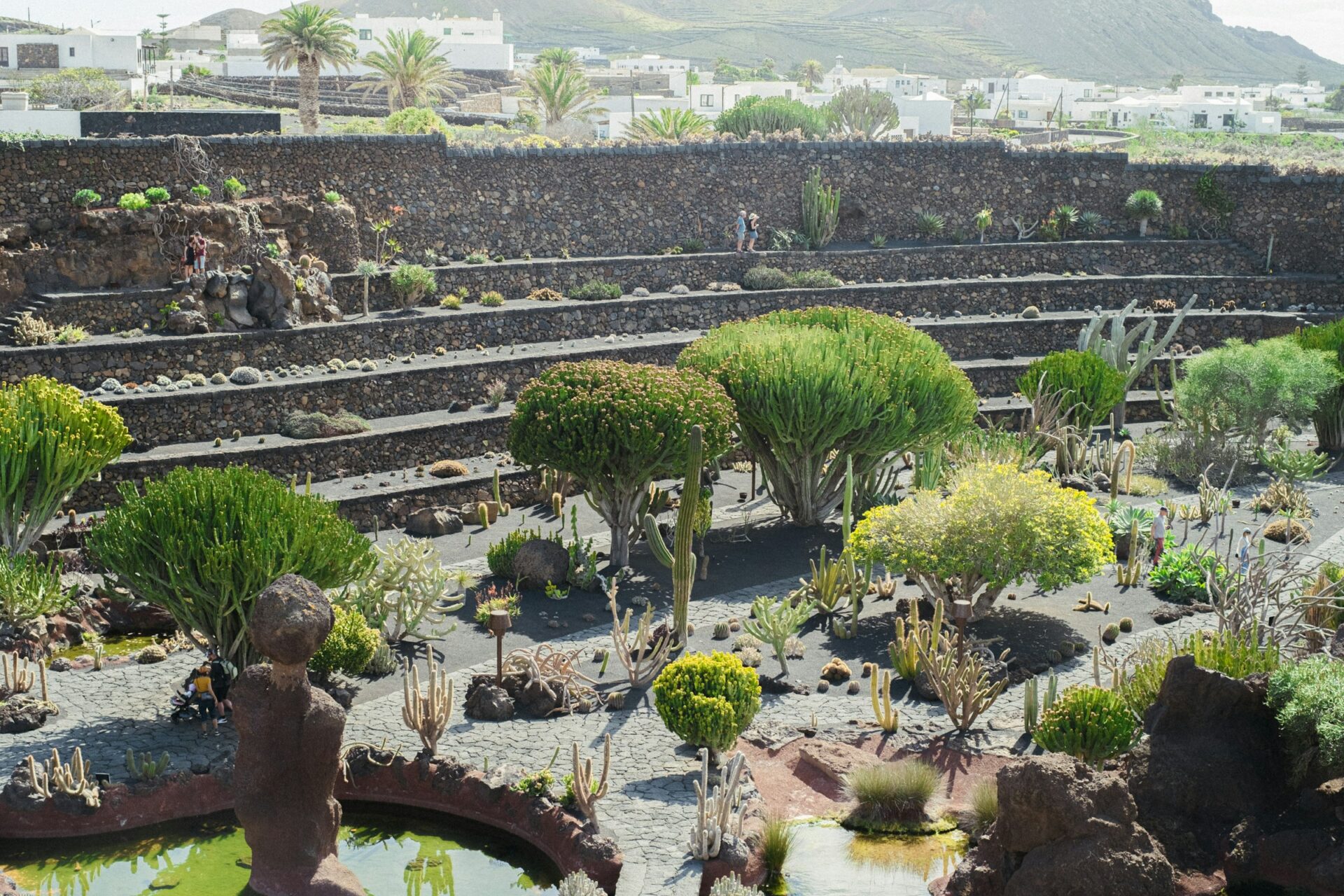 Panoramic view of Jardín de Cactus showcasing terraced stone walls filled with diverse cacti under a clear blue sky.