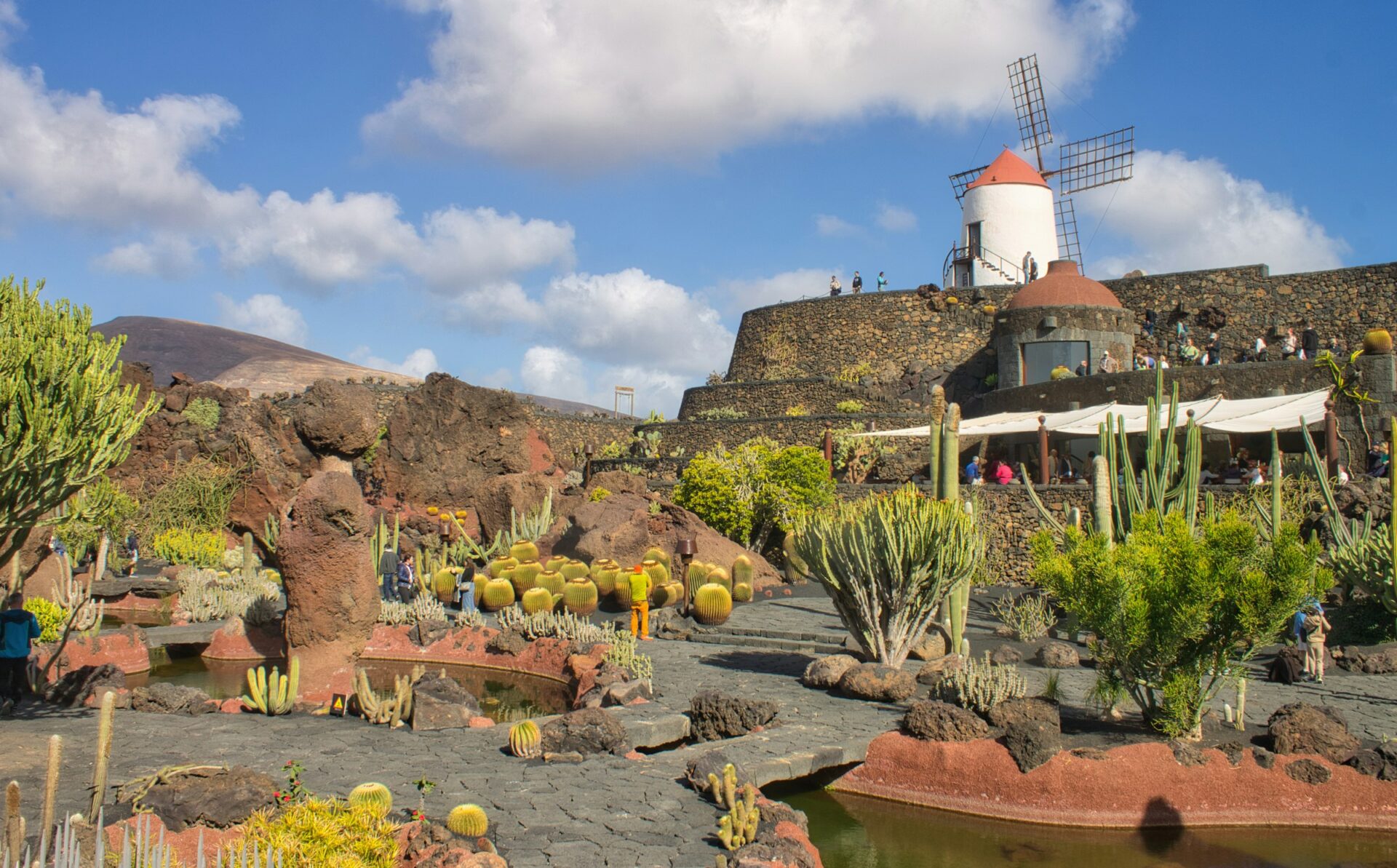 Wide-angle shot of the cactus garden with volcanic rock pathways and a restored windmill in the background.