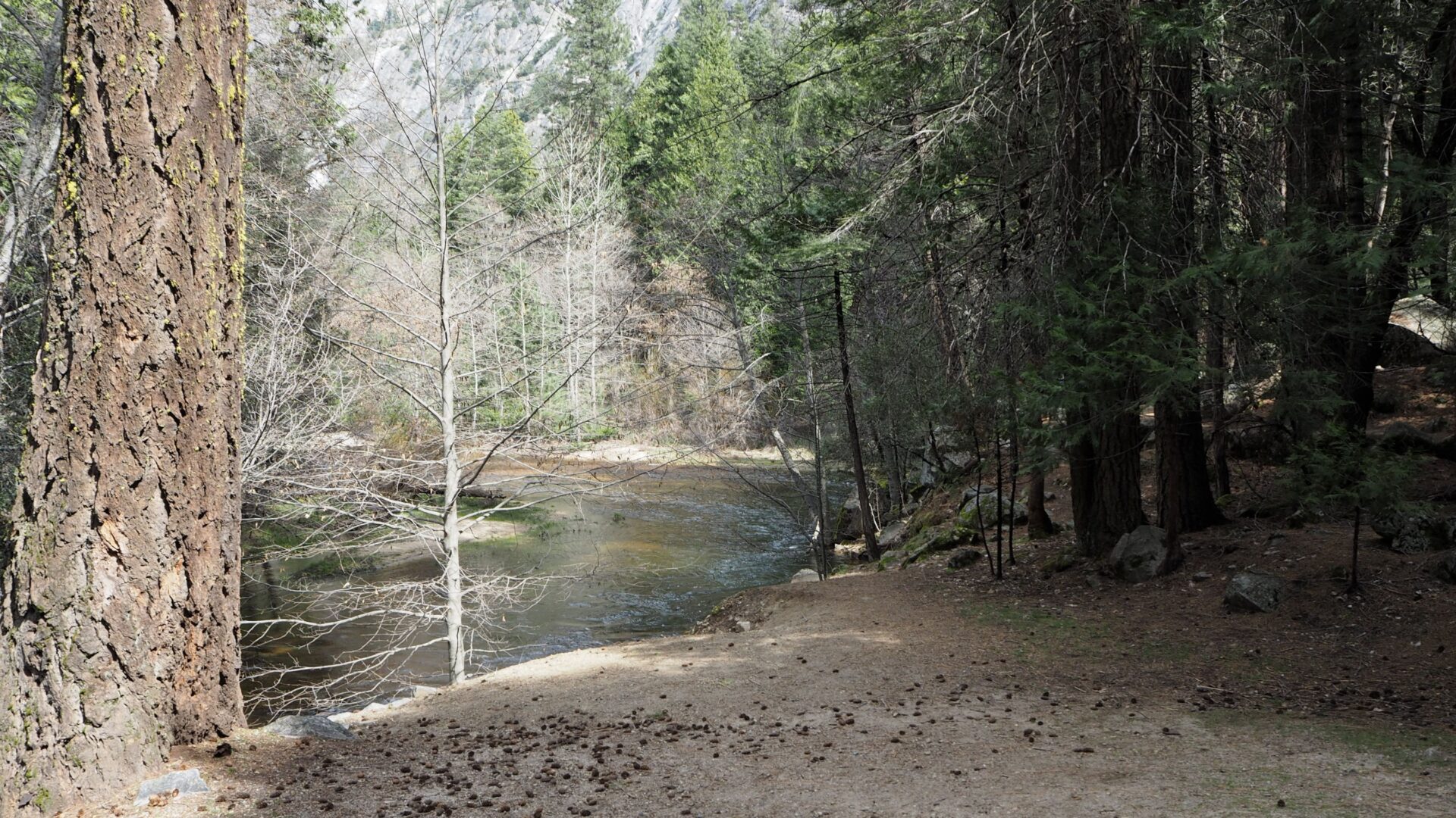 A river, likely the Kaweah River, flows through a forested landscape with a prominent tree trunk on the left and a dense line of trees along the right bank.