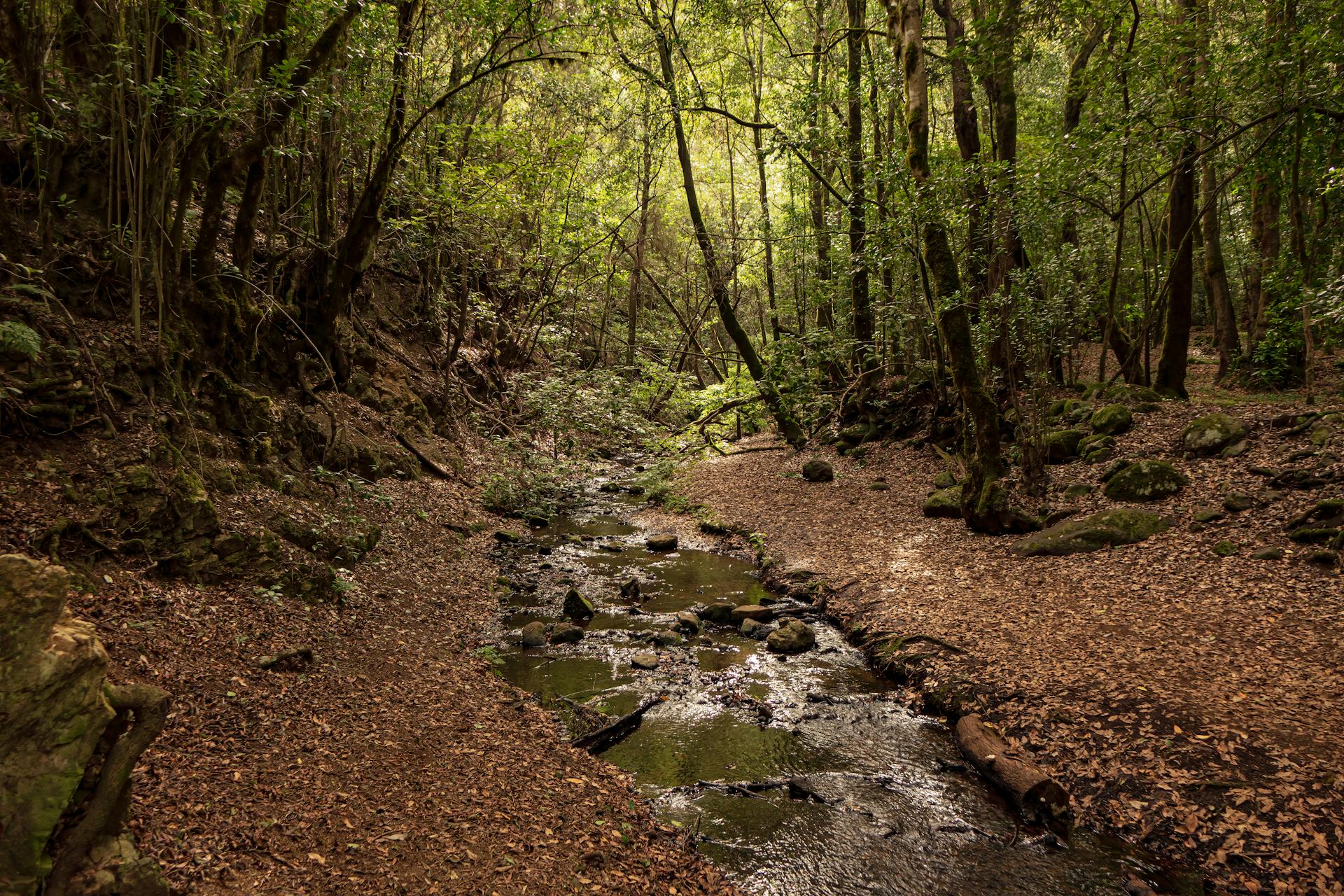 A dense, mist-covered forest in La Gomera