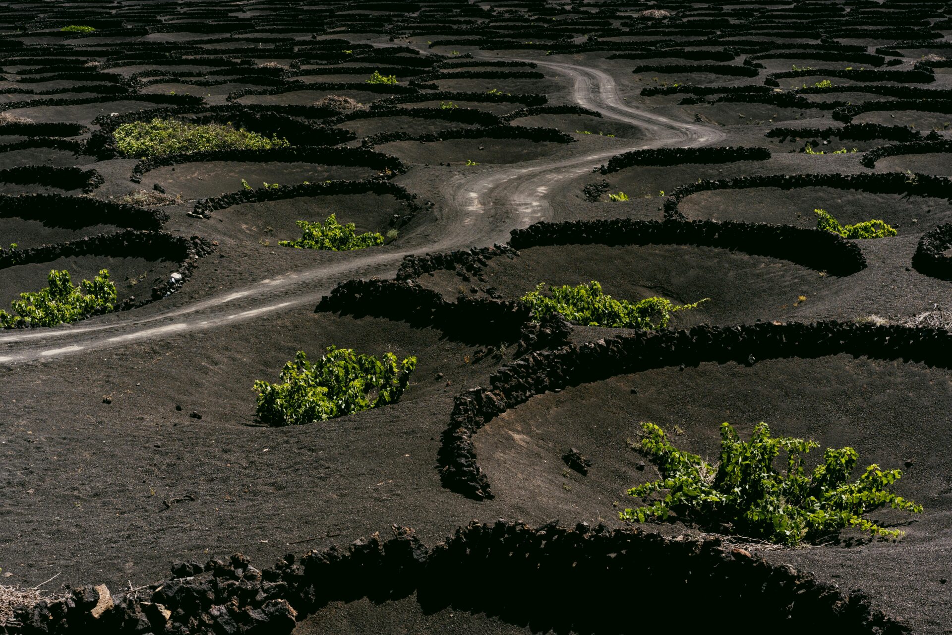 A vast lava field in Lanzarote