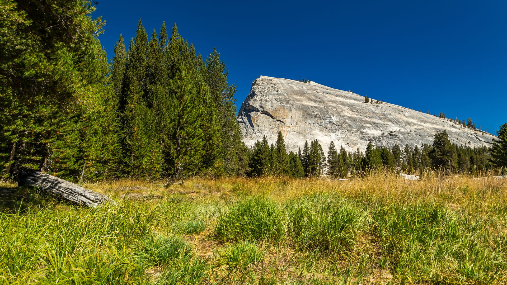 A wide-angle shot of Lembert Dome, a large granite dome, rising above a grassy meadow and surrounded by pine trees under a clear blue sky in Yosemite National Park, California.