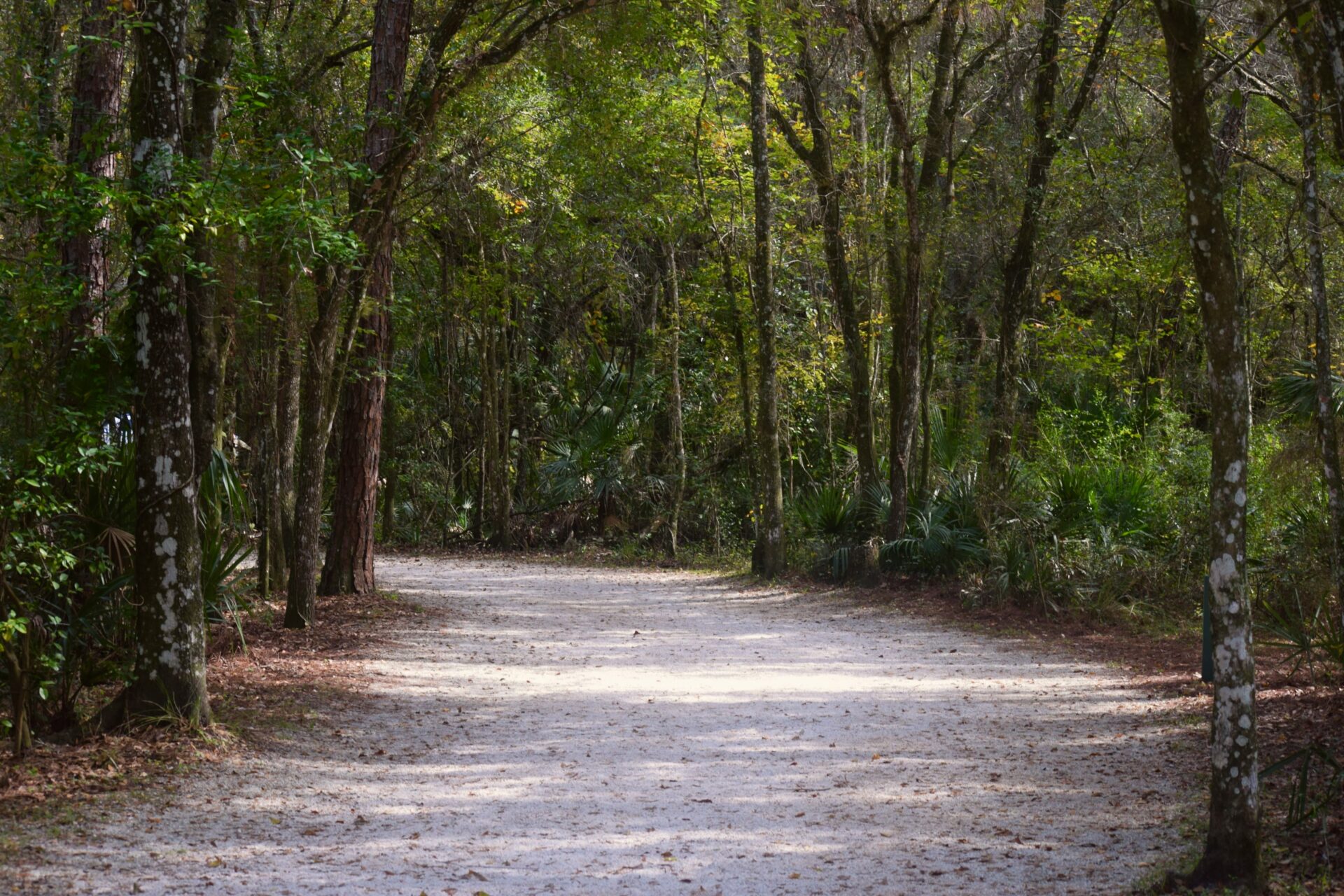  Shaded walking path at Lettuce Lake Park