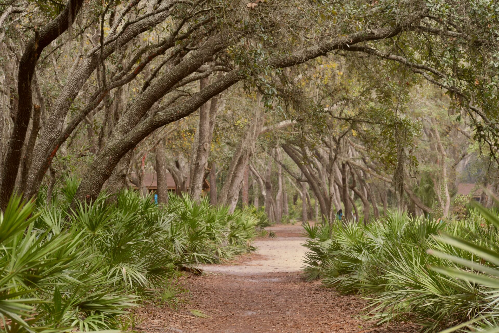 Scenic view of Lettuce Lake Park 
