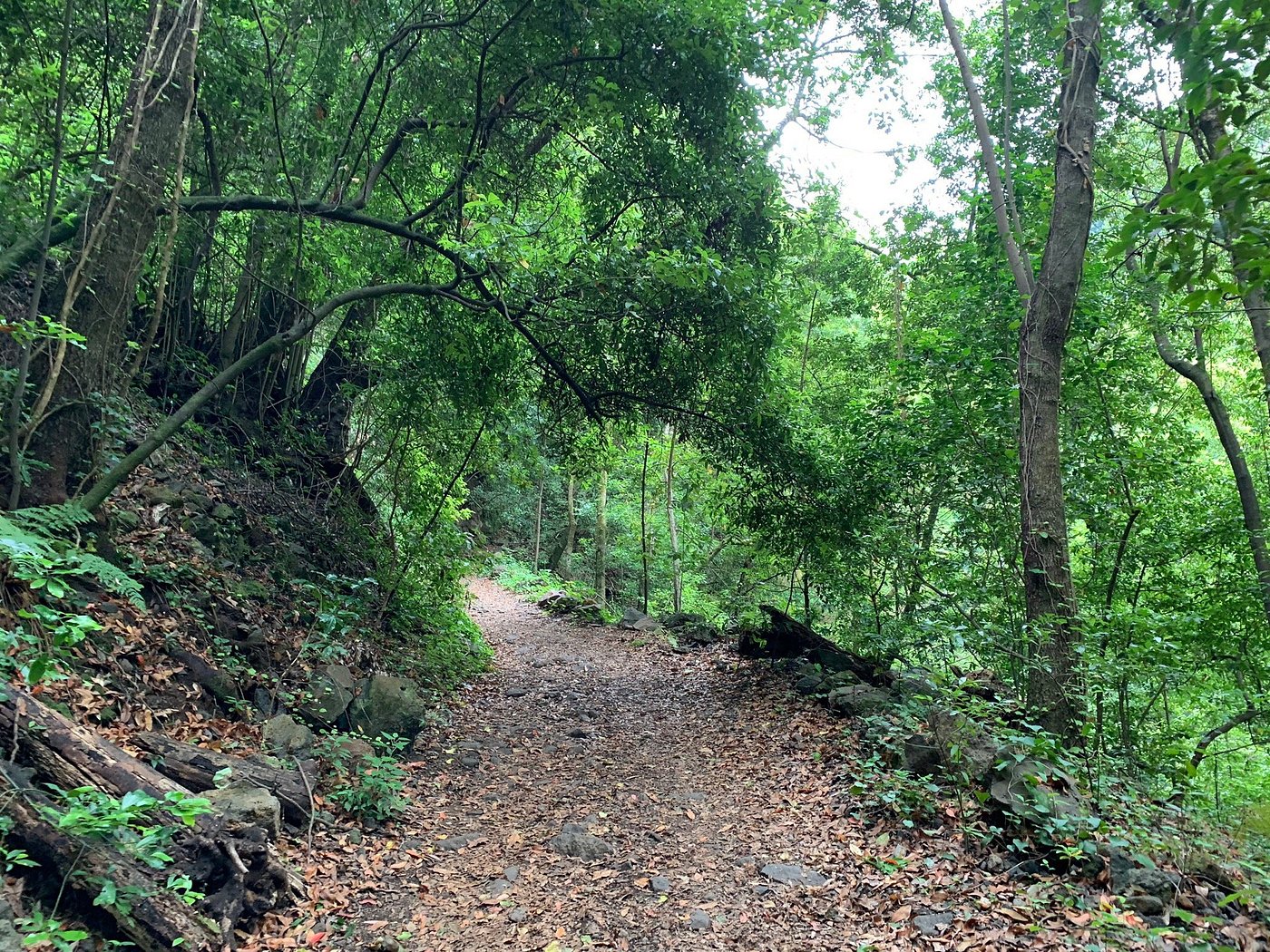 A trail leading through the misty, ancient forest of Los Tilos Biosphere Reserve