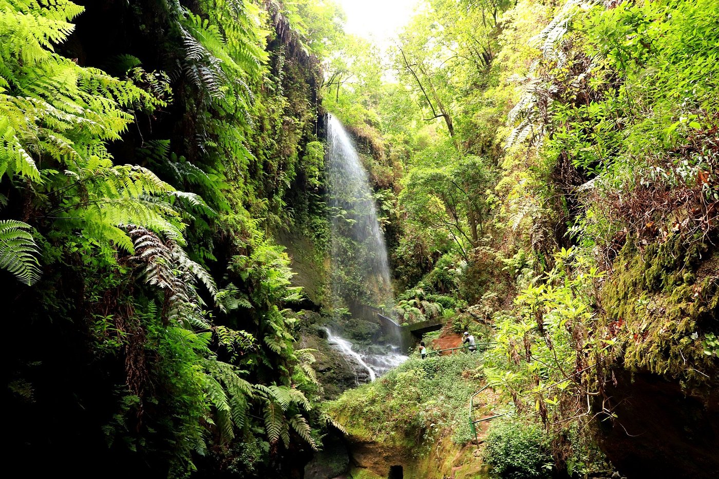 Wide shot of lush greenery in Los Tilos Biosphere Reserve