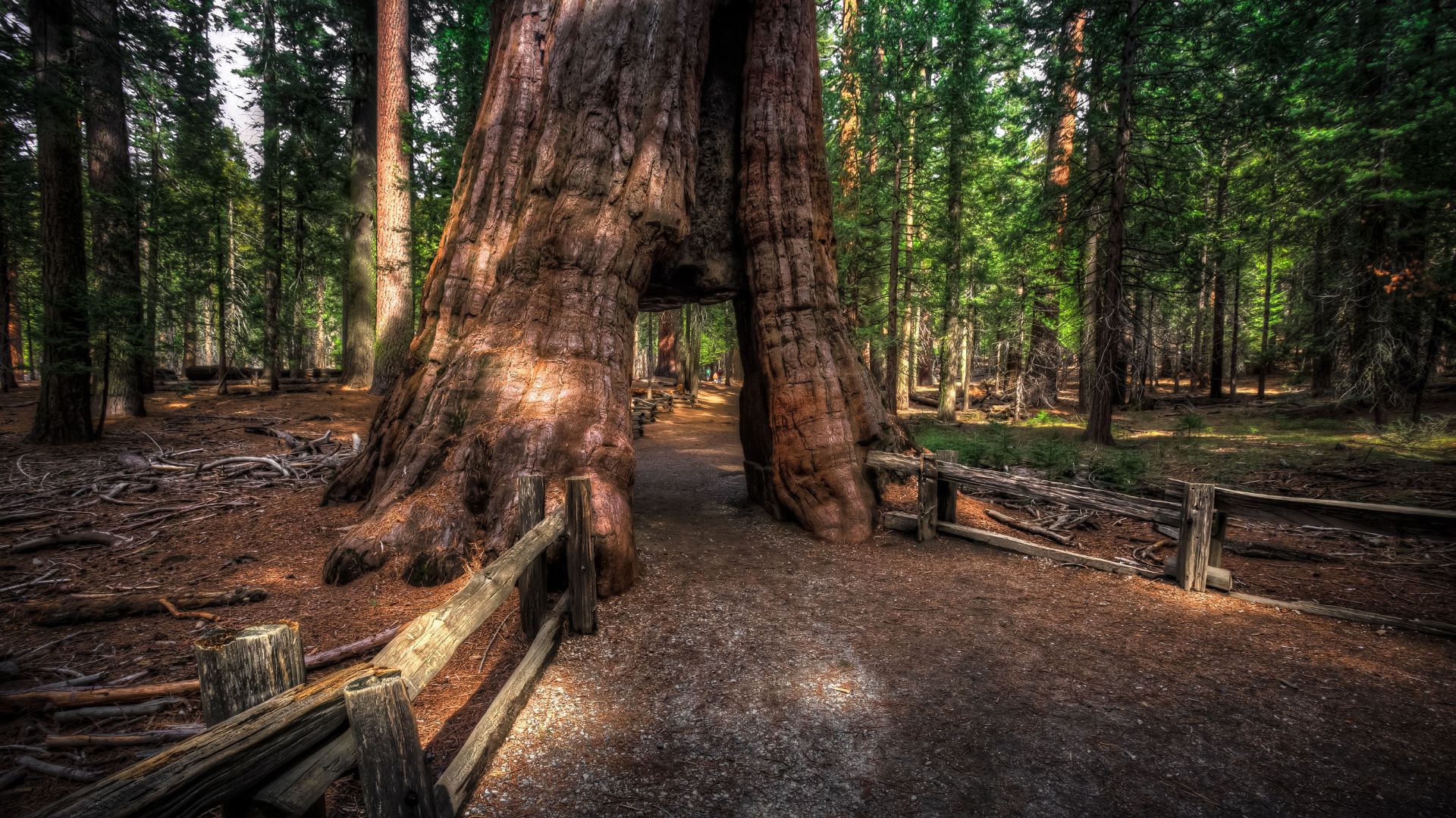 A large, ancient giant sequoia tree with a tunnel carved through its base, allowing a dirt path to pass through, surrounded by a dense forest of other tall trees and a wooden fence on either side of the path.