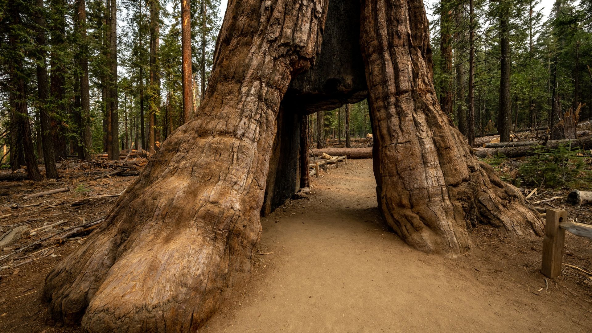 A dirt pathway leads through a large, ancient Giant Sequoia tree with a tunnel carved through its base, surrounded by other tall trees in a forest setting under a bright sky.