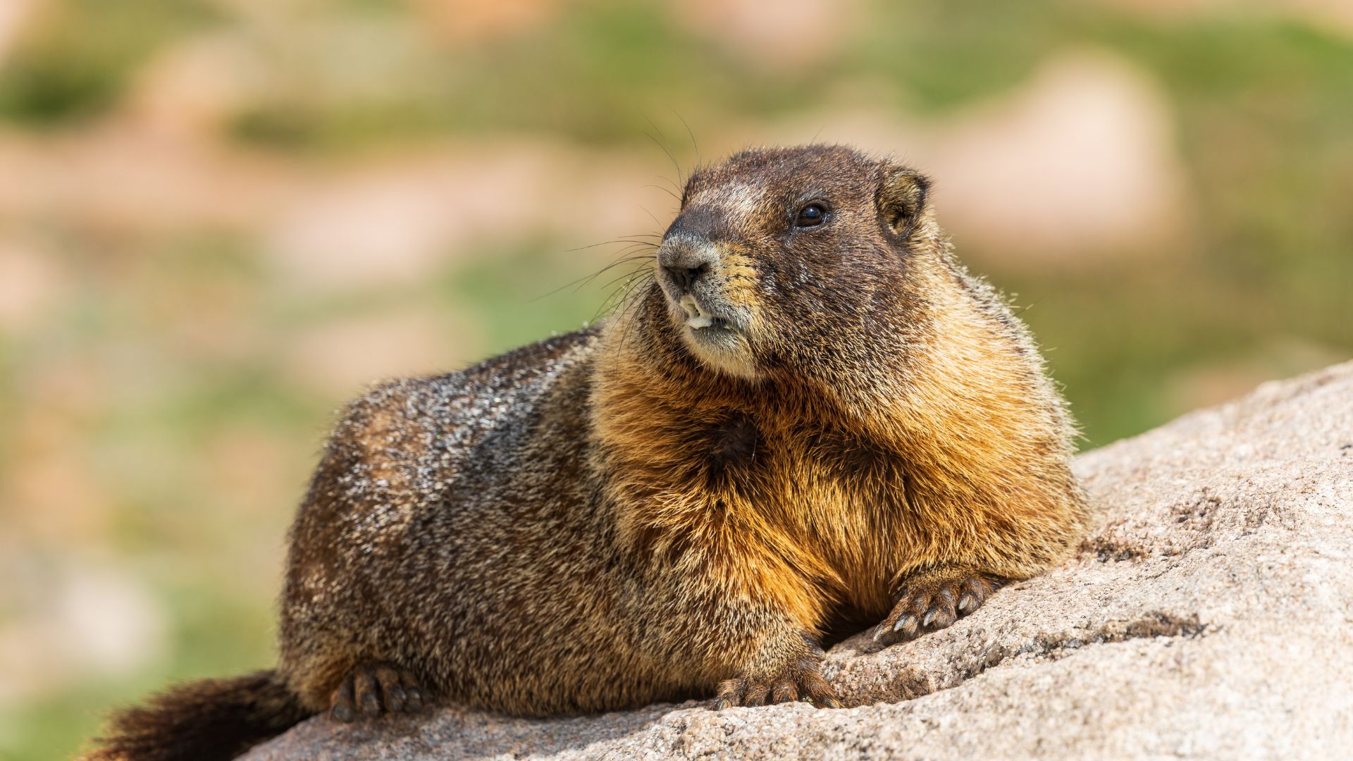 A close-up shot of a Yellow-bellied marmot, a large rodent with brown and yellow fur, lying on a rock.