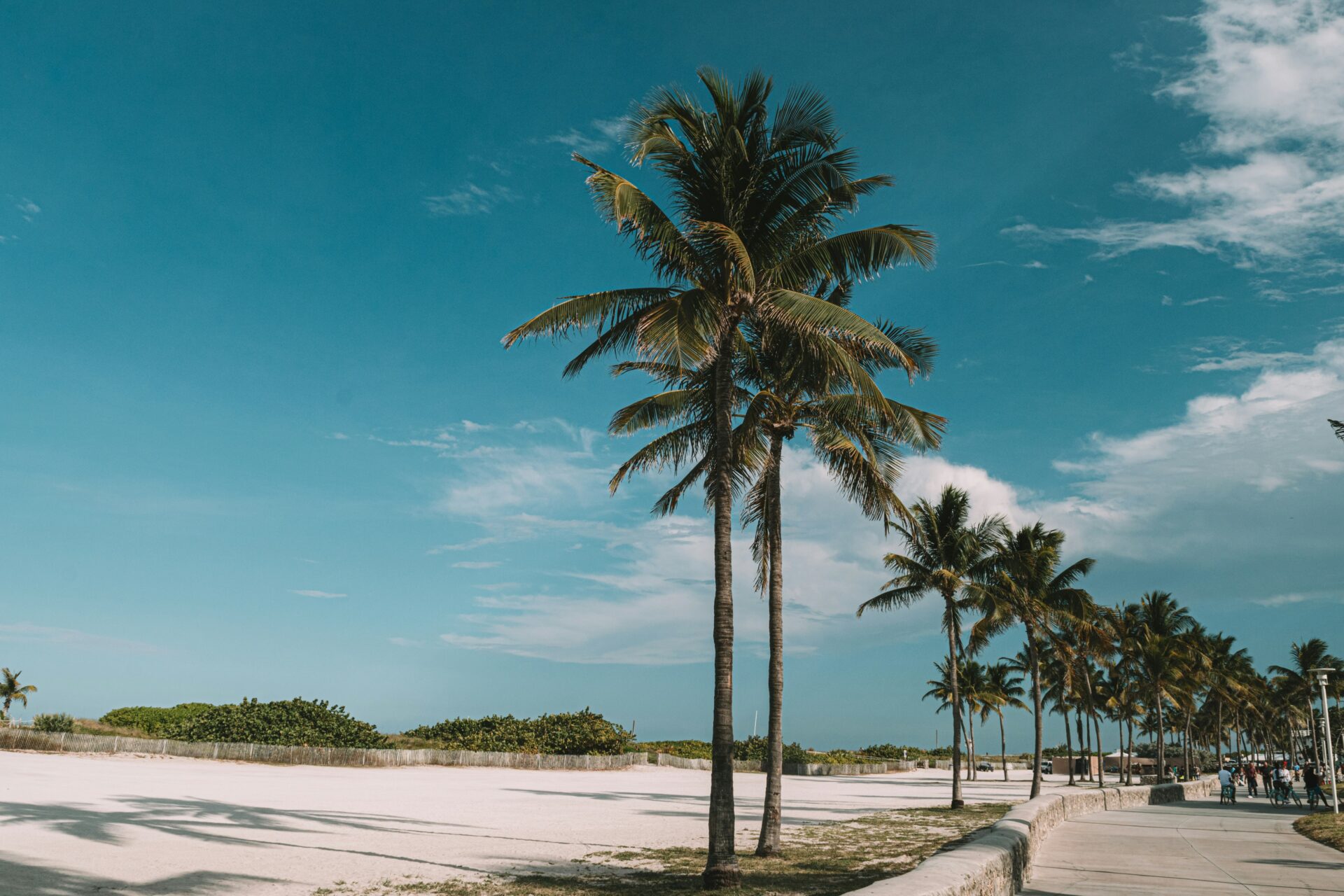 Quiet boardwalk in Miami Beach shaded by tall palm trees