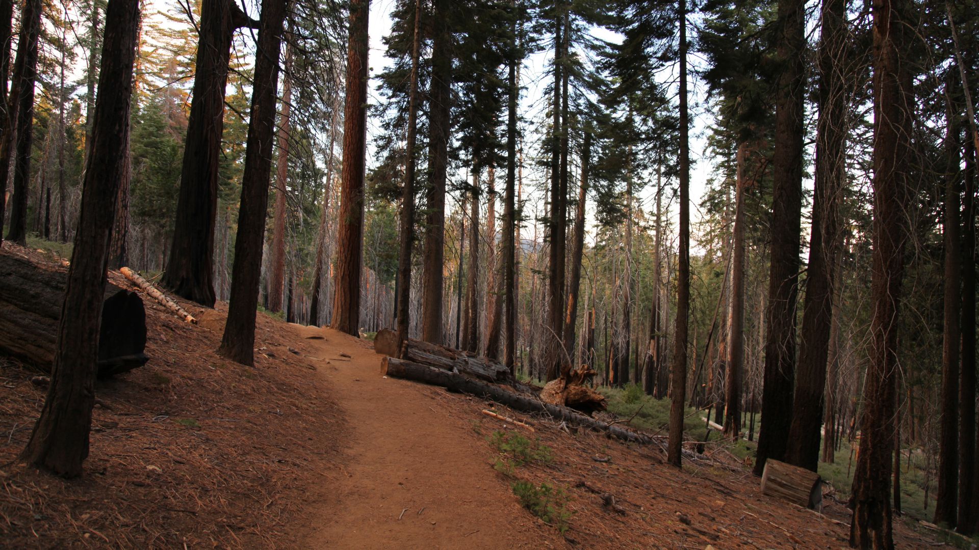A narrow dirt path winds through a dense forest of tall, straight giant sequoia trees, some fallen logs visible on the forest floor, under a dappled sky.