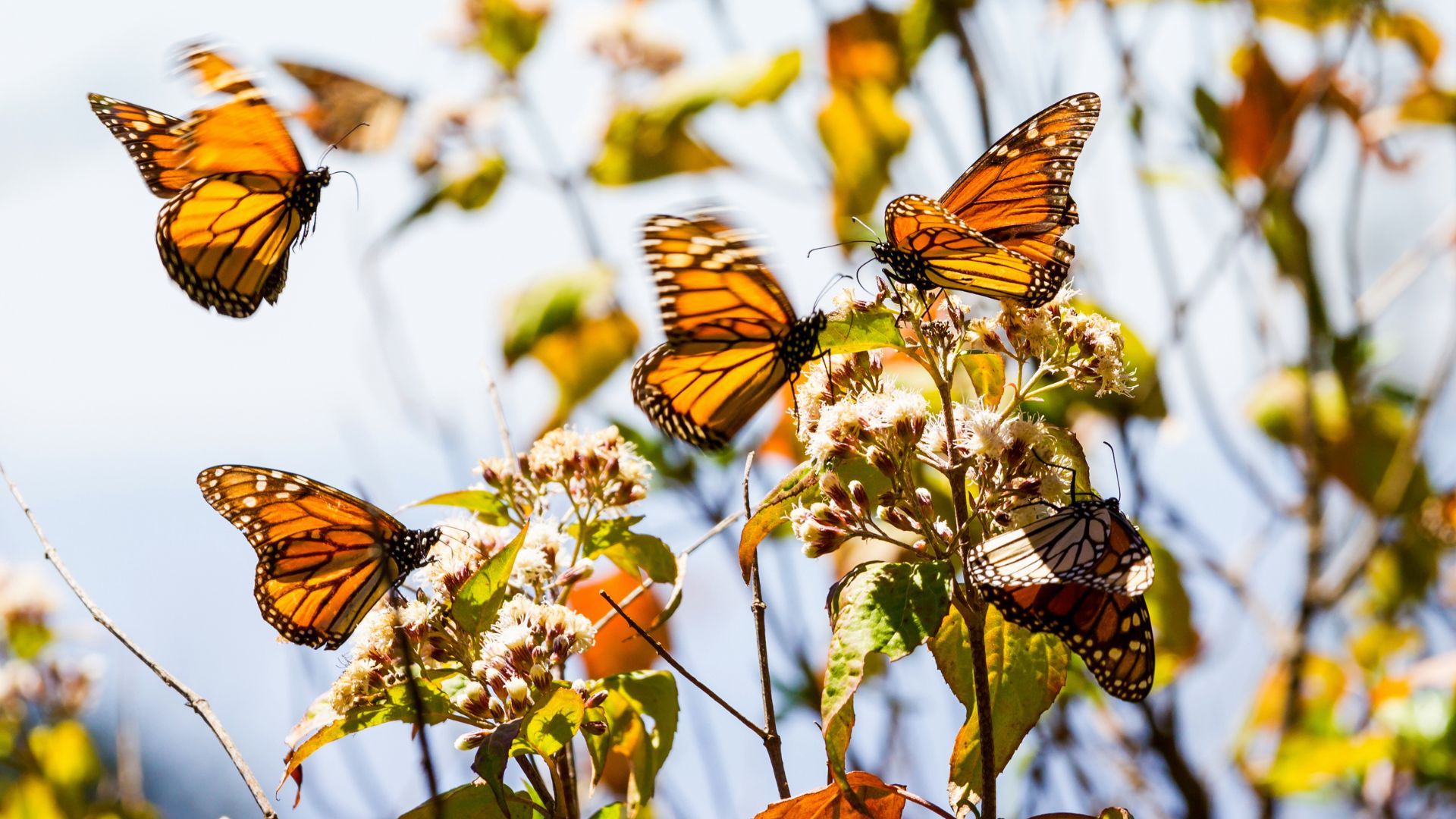 Several Monarch butterflies with orange and black wings are gathered on and around a plant with light-colored flowers and green leaves, under a bright sky.