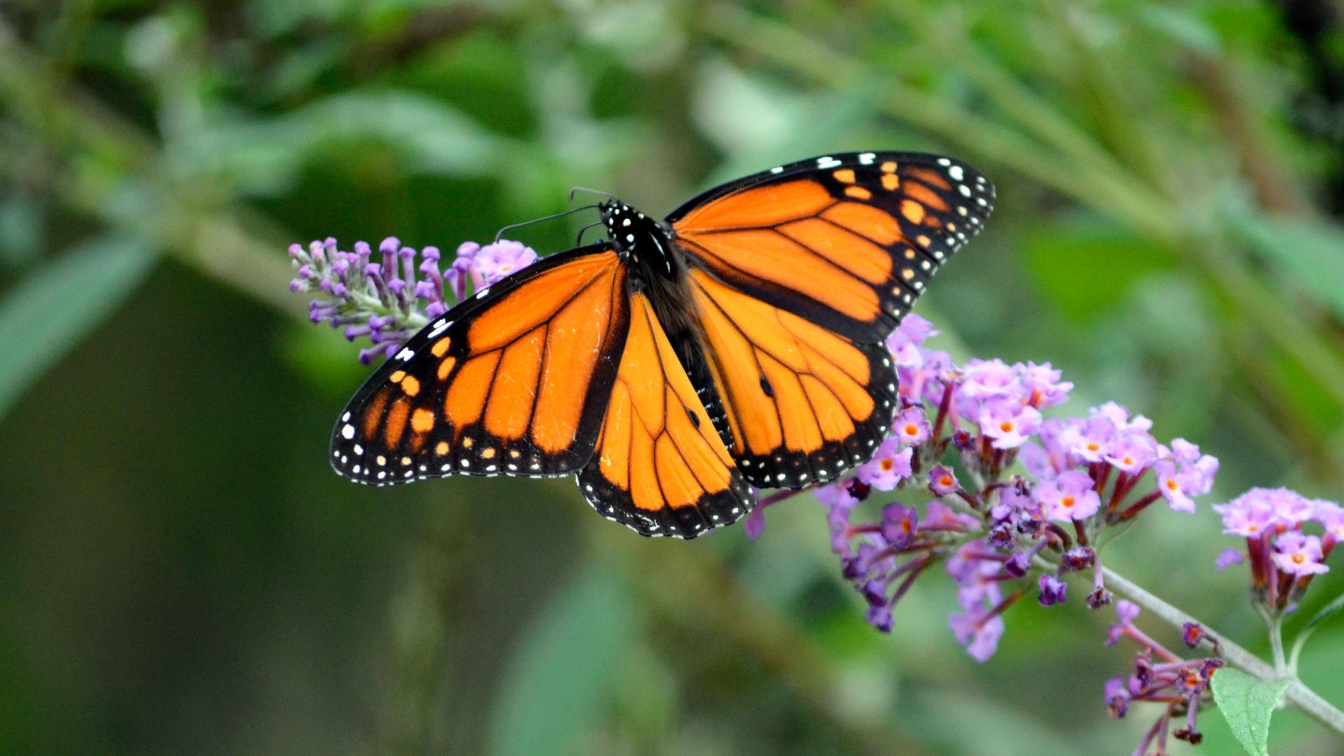 Monarch butterfly in California.