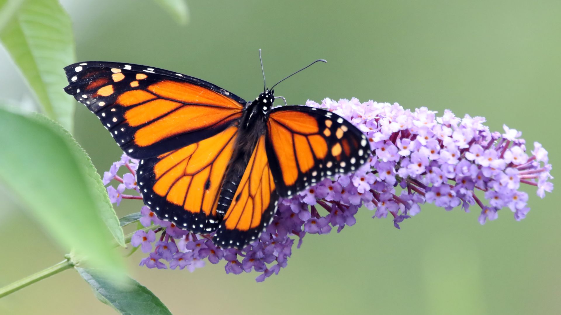 A close-up of a vibrant orange and black Monarch butterfly with white spots on its wings, perched on a cluster of small purple flowers.