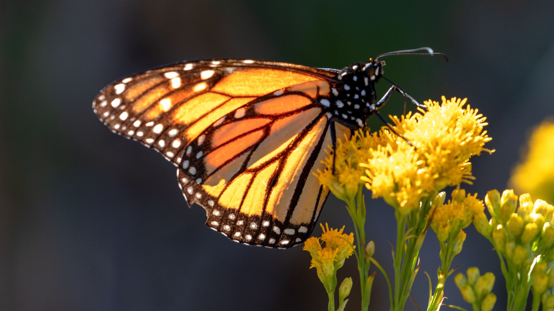 A close-up of a Monarch butterfly with orange and black wings, covered in black veins and white spots, perched on bright yellow flowers, likely Solidago or Chrysothamnus, with a blurred dark background.