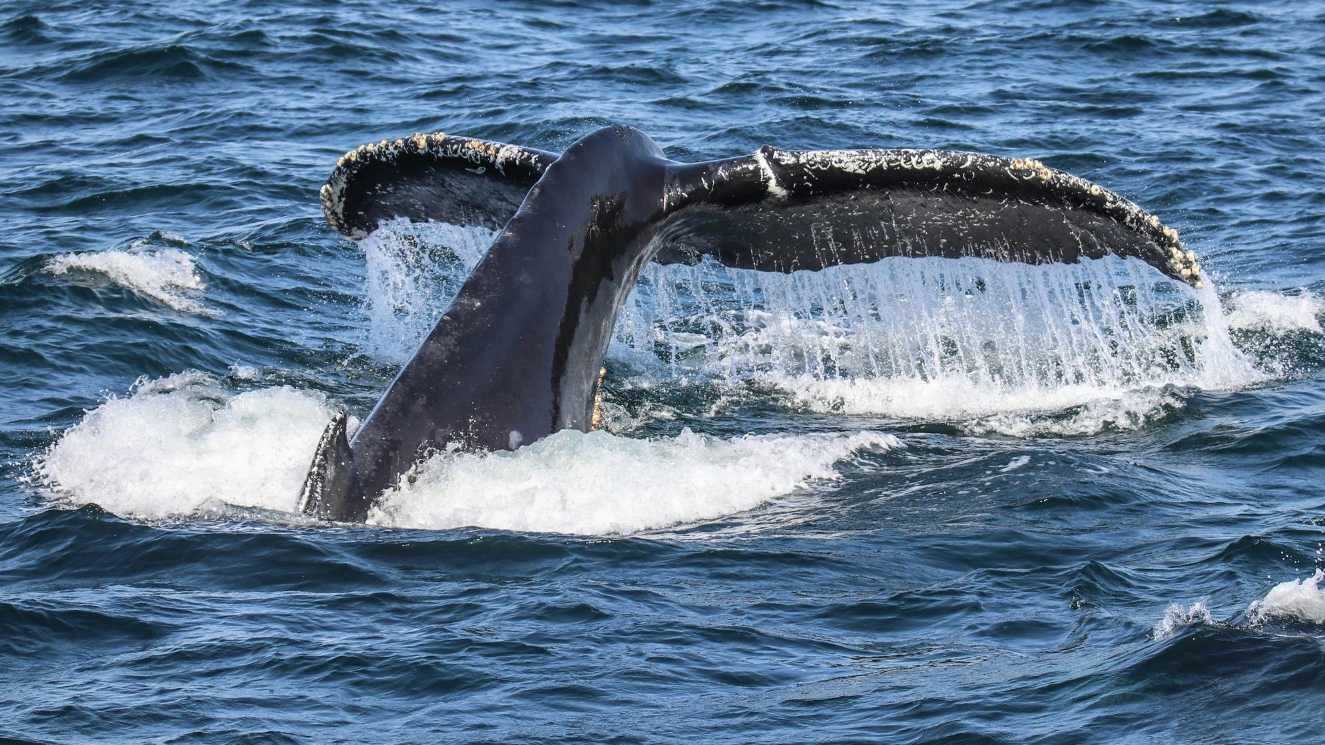 A large, dark humpback whale tail fluke emerges from the ocean, creating white splashes and ripples on the blue water surface.