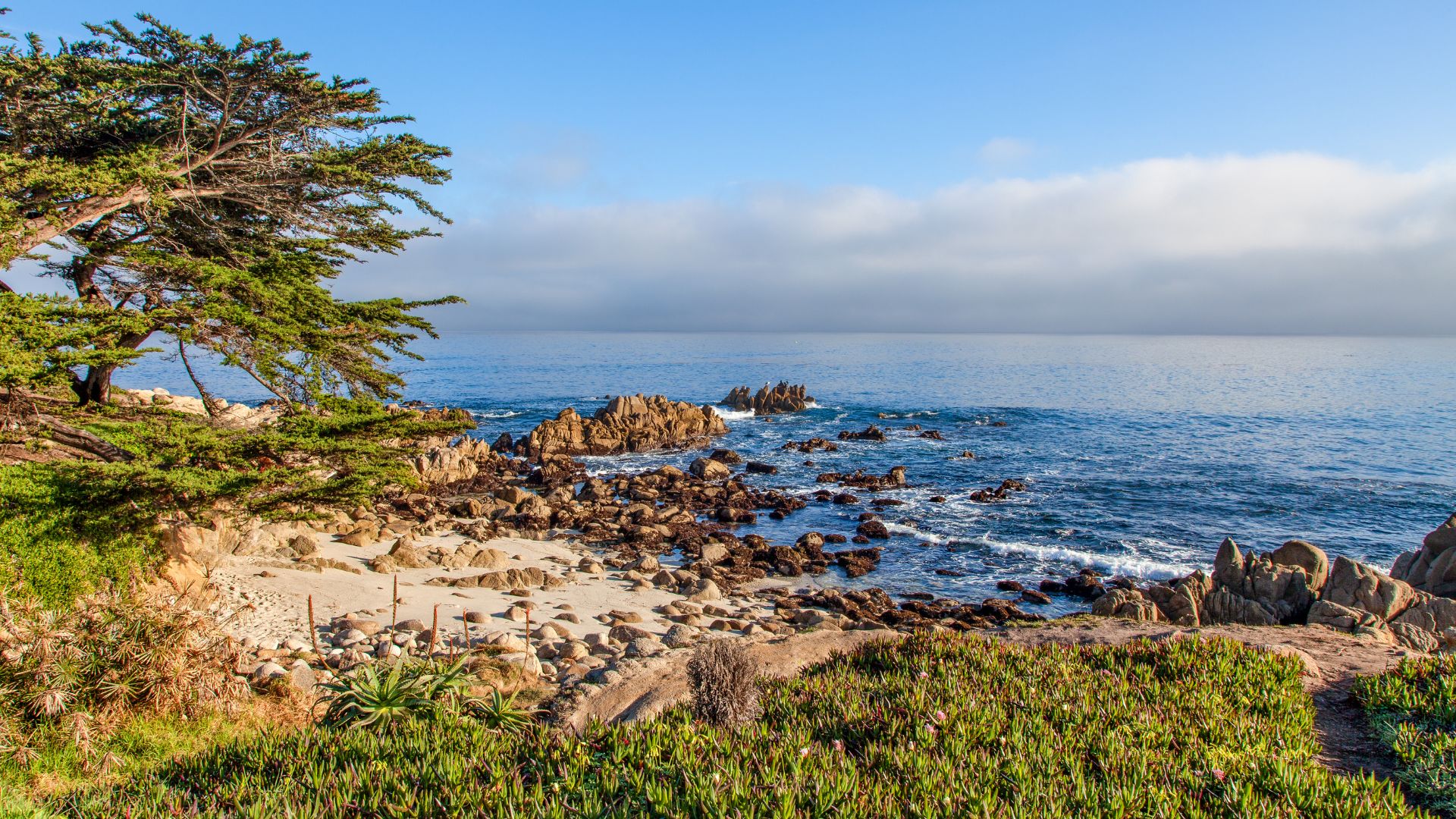 A scenic view of the rocky coastline of Monterey Bay, California, with a prominent tree on the left, calm blue ocean waters, and a clear sky with scattered clouds.