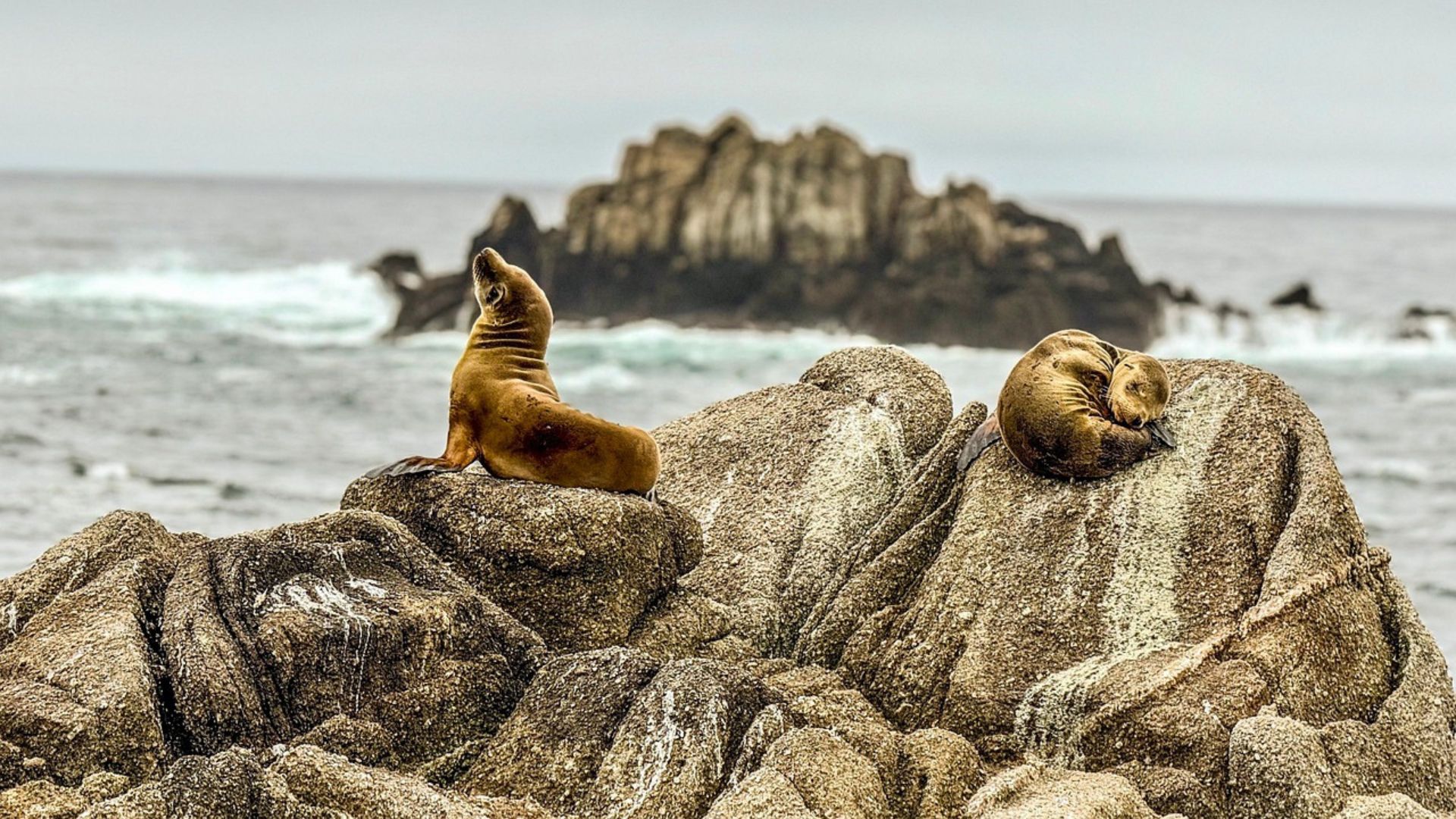 Two Steller sea lions resting on rocky terrain with a large rock formation in the ocean in the background under an overcast sky. One sea lion is upright, looking towards the ocean, while the other is curled up, seemingly asleep.