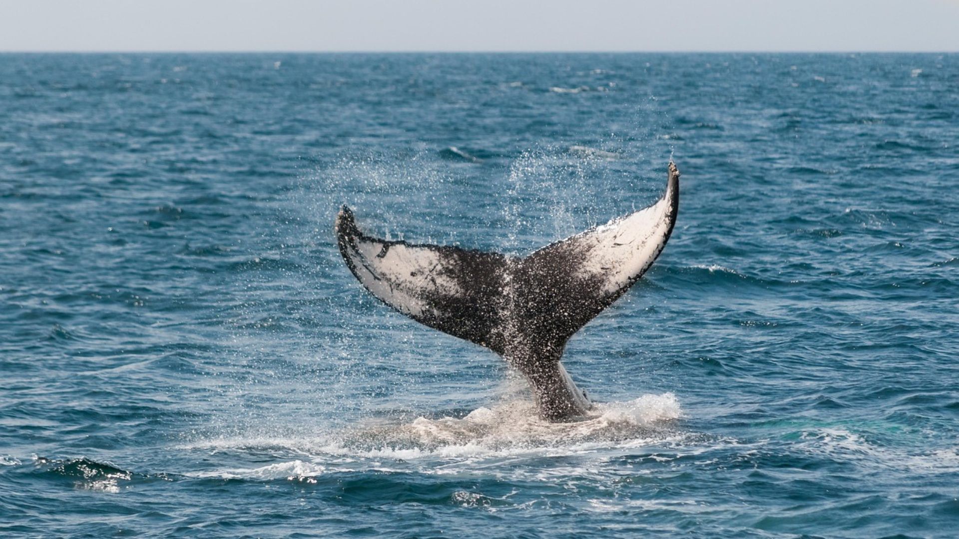 A large whale's black and white tail fluke rises out of the blue ocean, creating a splash as it dives.