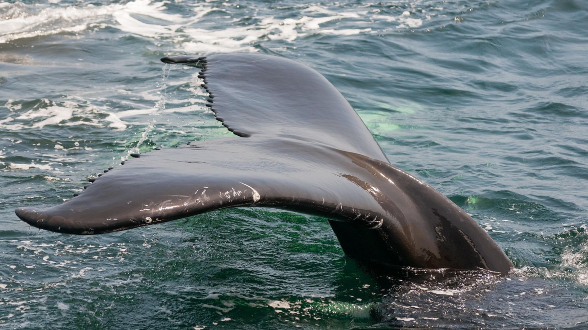 A large whale's black and white tail fluke rises out of the blue ocean, creating a splash as it dives.