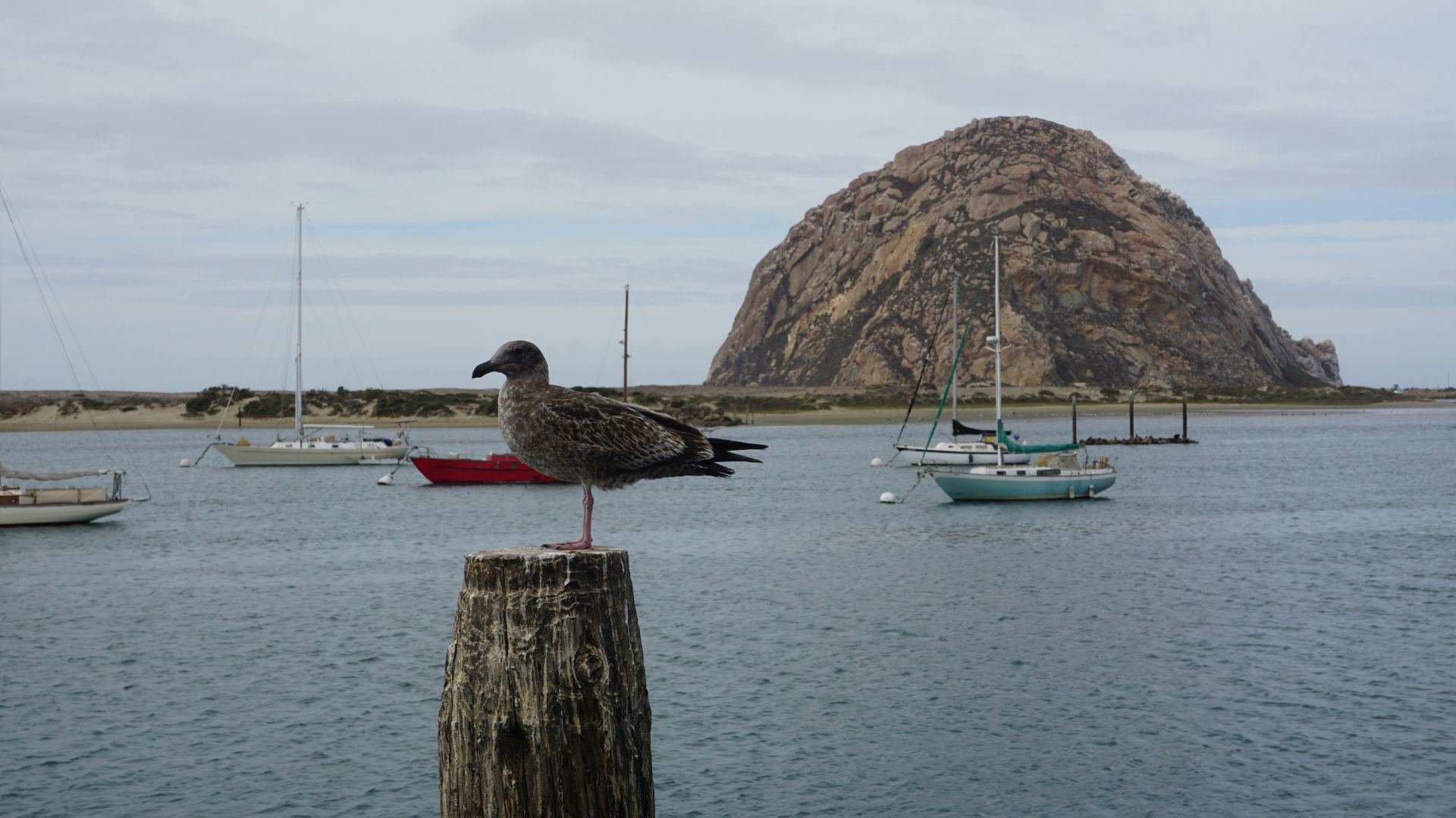A large, prominent volcanic rock formation, Morro Rock, stands in the background of a bay with several sailboats moored in the water. In the foreground, a seagull perches on a wooden post. The sky is overcast.