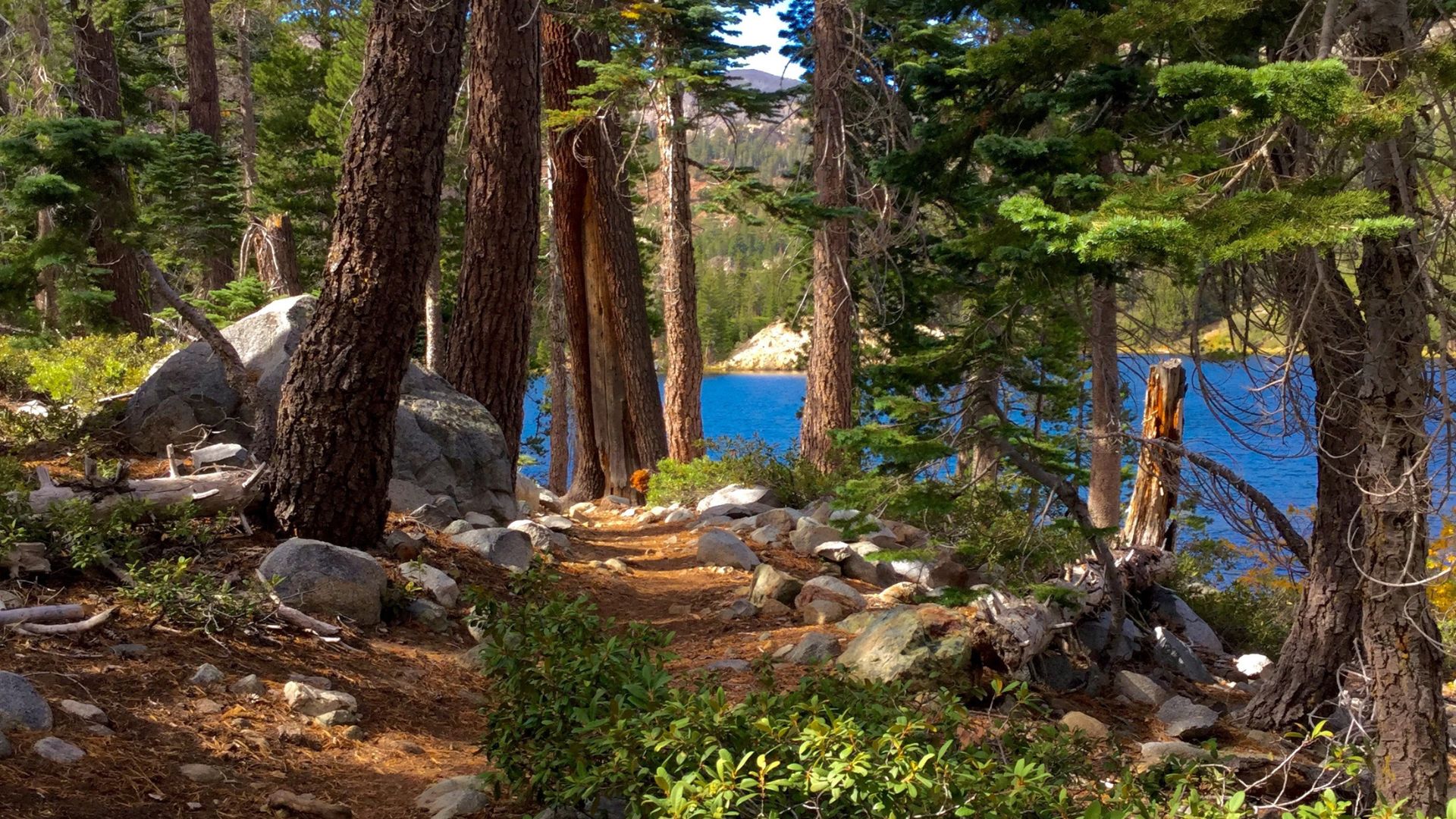 A dirt trail winds through a forest of tall pine trees and scattered rocks, leading towards a vibrant blue lake visible in the background, with distant mountains under a clear sky.