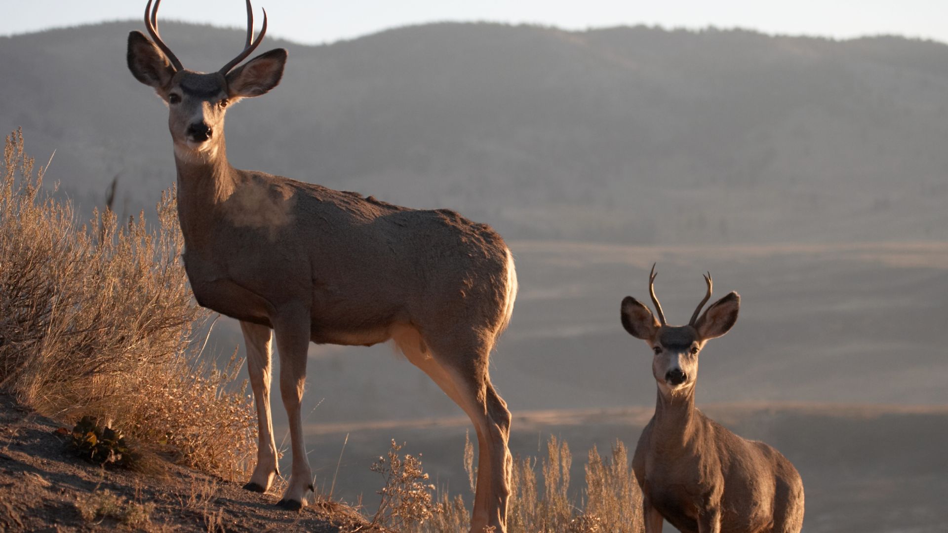 Two California mule deer, one larger and one smaller, stand on a sun-drenched hill with dry brush in the foreground and rolling hills in the background.