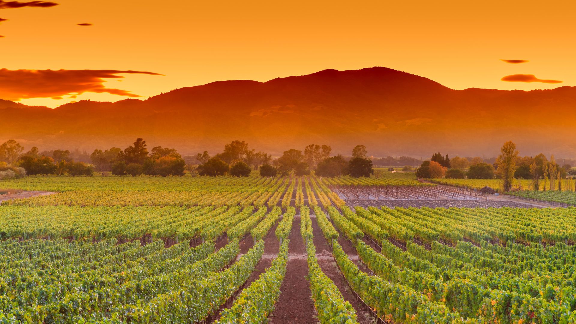A wide shot of a vineyard in Napa Valley, California, at sunset, featuring rows of green grapevines extending towards a hazy mountain range under an orange sky.