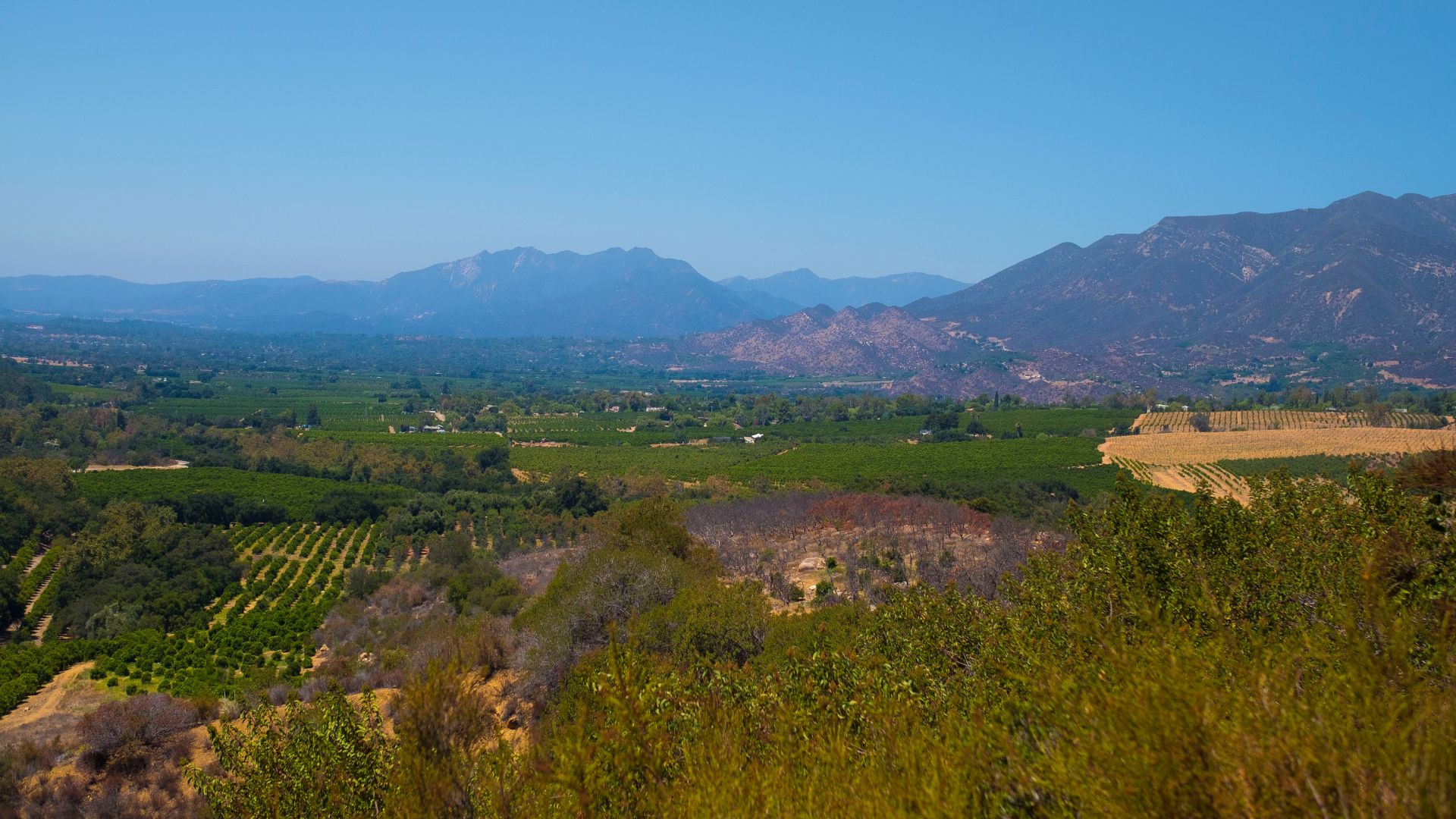 A wide shot of the Ojai Valley in California, featuring lush green citrus groves in the foreground and midground, with rolling hills and mountains in the background under a clear blue sky.