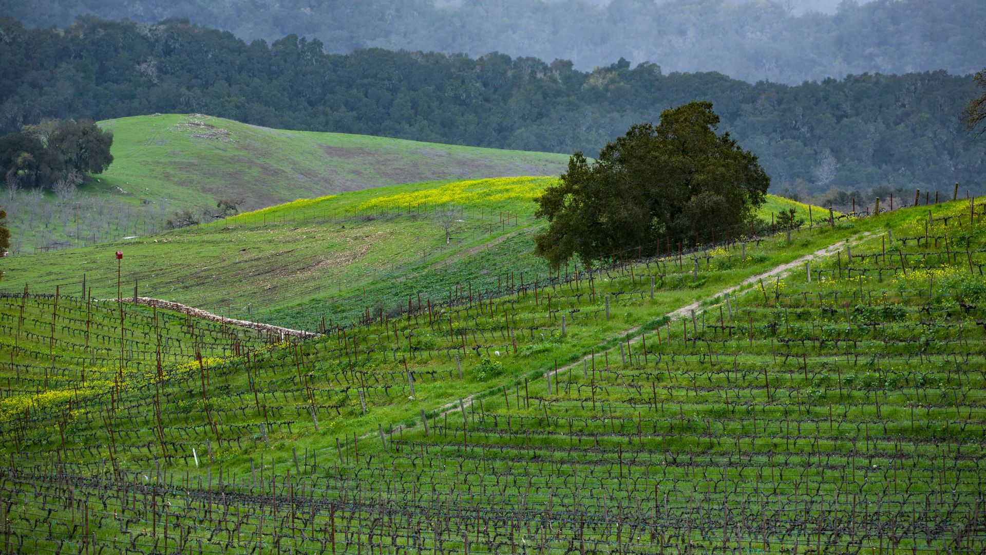 A vibrant green vineyard stretches across rolling hills under a soft, overcast sky in California's Paso Robles wine region, with a solitary tree and a dirt path visible amidst the grapevines.