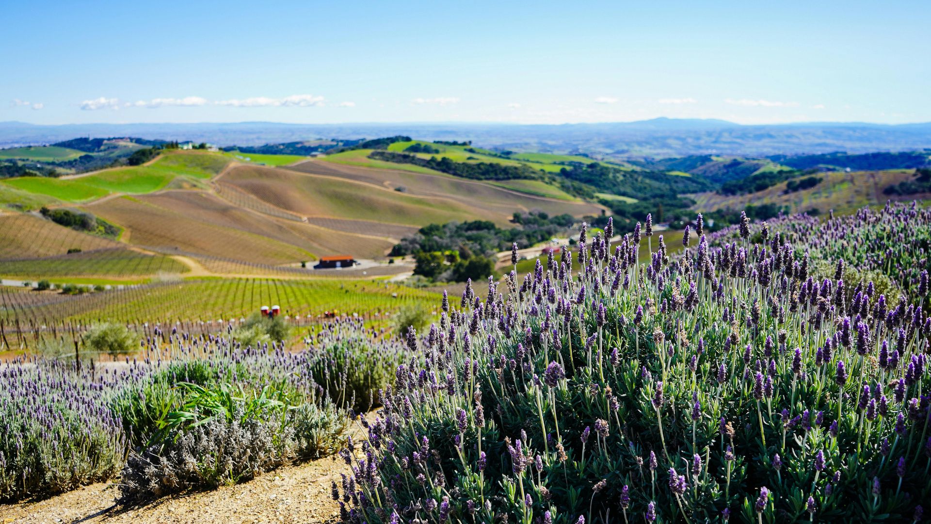 A vibrant landscape featuring rows of blooming lavender in the foreground, with rolling green hills and vineyards stretching into the background under a clear blue sky.