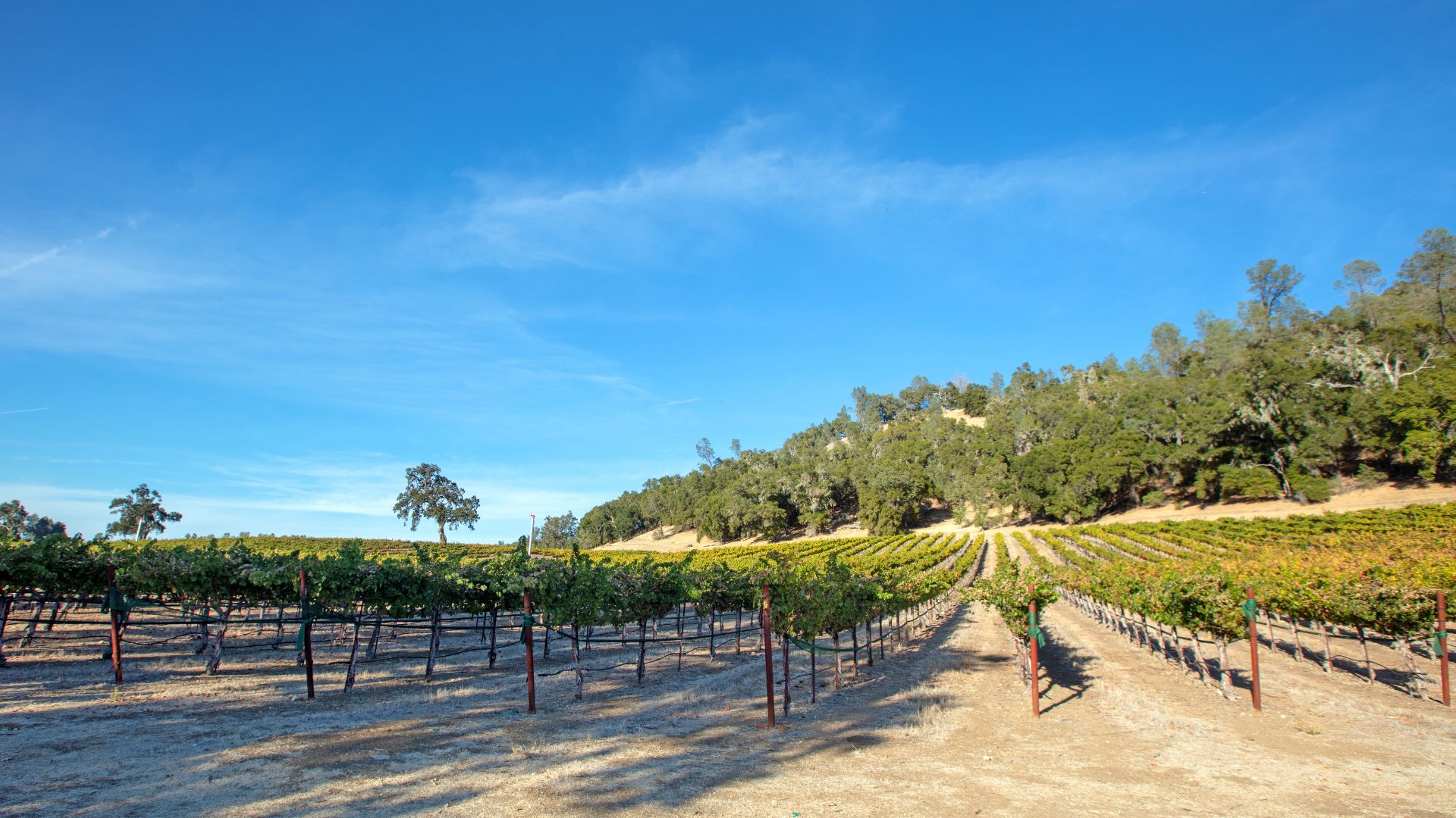 A wide shot of a vineyard under a clear blue sky in California, with rows of grapevines extending into the distance and a tree-covered hillside in the background.