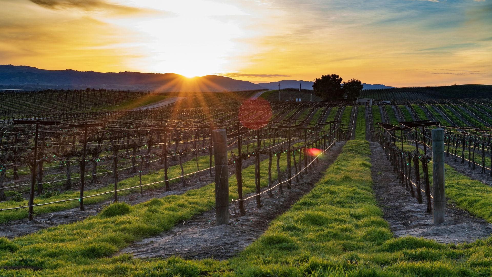 A wide shot of a vineyard at sunset in Paso Robles, California, with rows of grapevines leading towards a setting sun casting a warm glow over rolling hills and mountains in the distance.