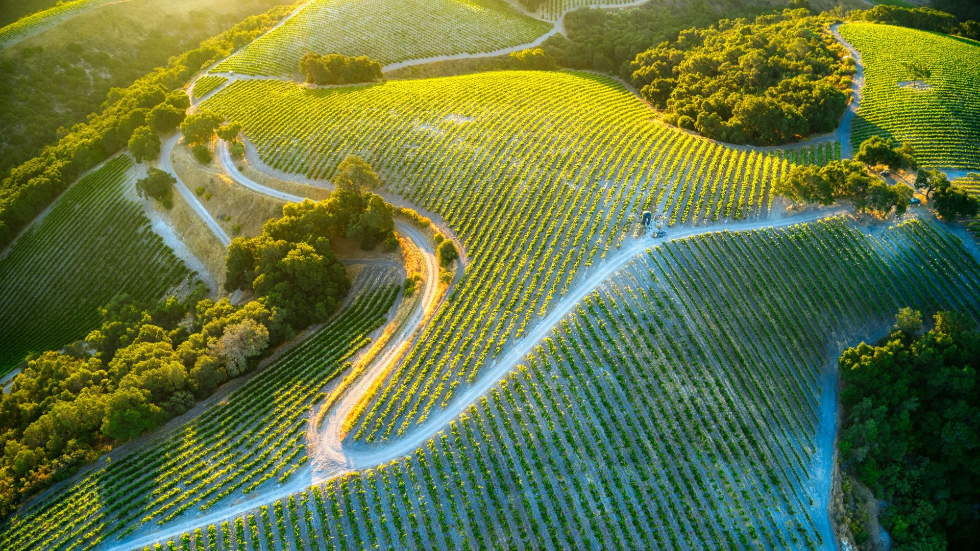 An aerial view showcases the vibrant green rows of grapevines in the rolling hills of Paso Robles Wine Country, with winding dirt roads traversing the vineyards under a bright, sunlit sky.