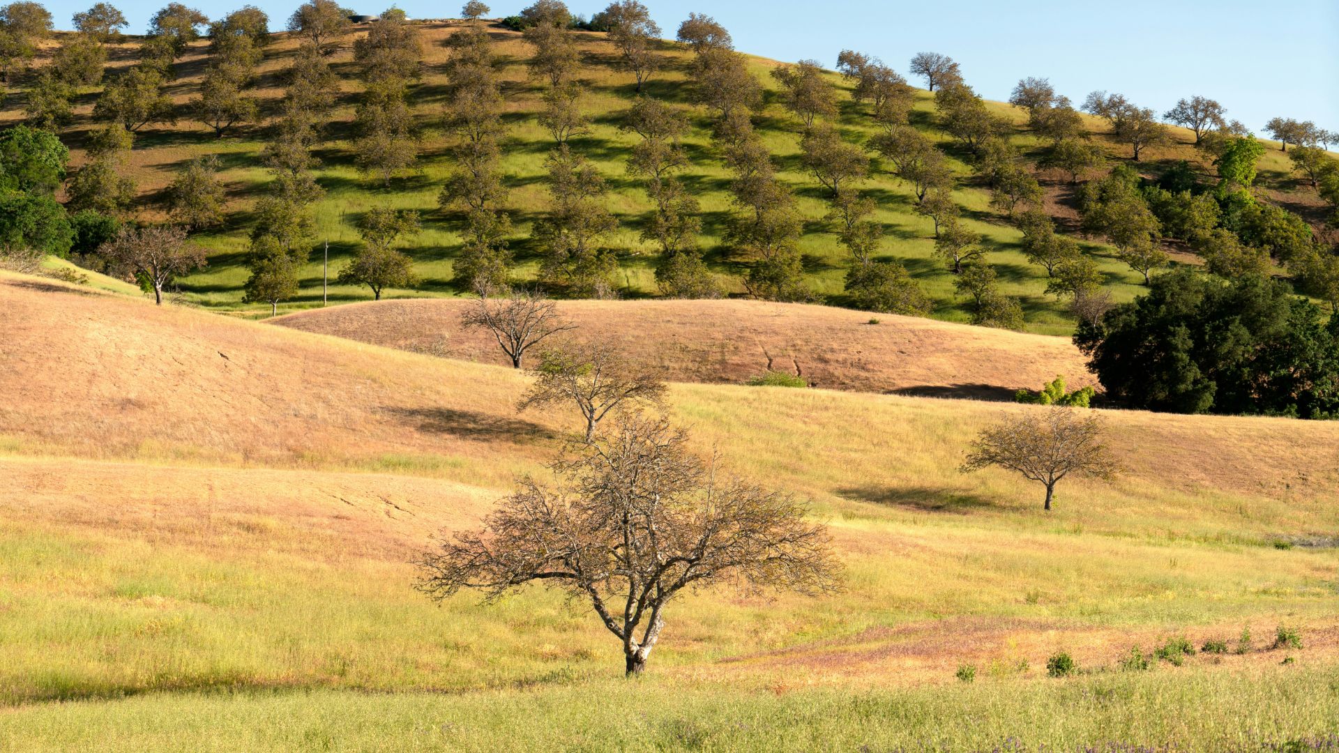 A fruit orchard planted in neat rows growing on a hill near Paso Robles, California, with rolling grassy swells and scattered dormant trees in the foreground under a clear blue sky. 