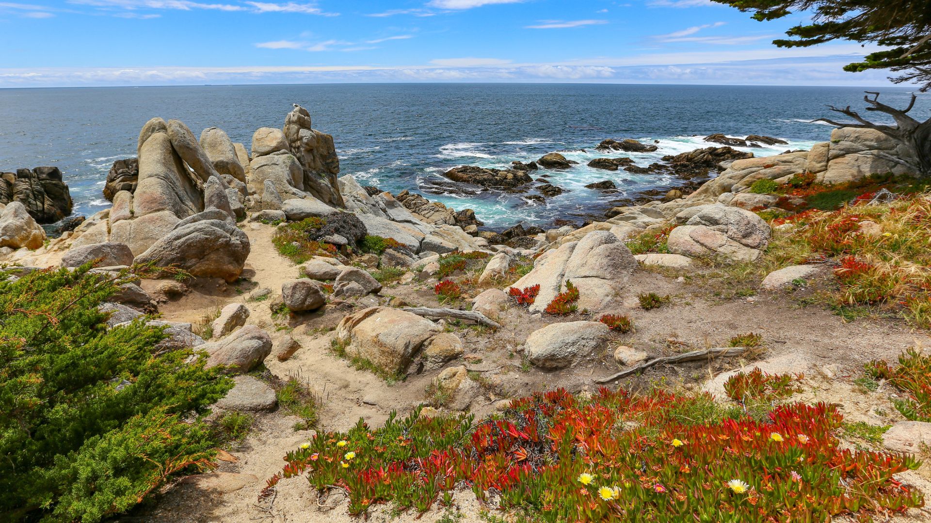 A vibrant coastal landscape at Pebble Beach, California, featuring rugged rock formations along the Pacific Ocean, with colorful ice plant (Malephora crocea) and other vegetation in the foreground under a blue sky.
