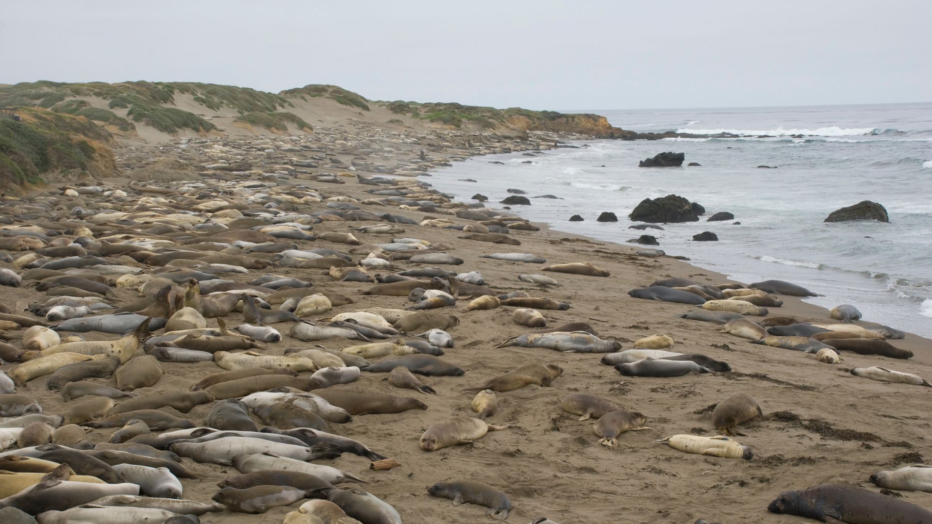 A wide shot of a sandy beach in California, densely populated with numerous Northern Elephant Seals resting and interacting near the ocean's edge, with a low, vegetated dune line in the background.