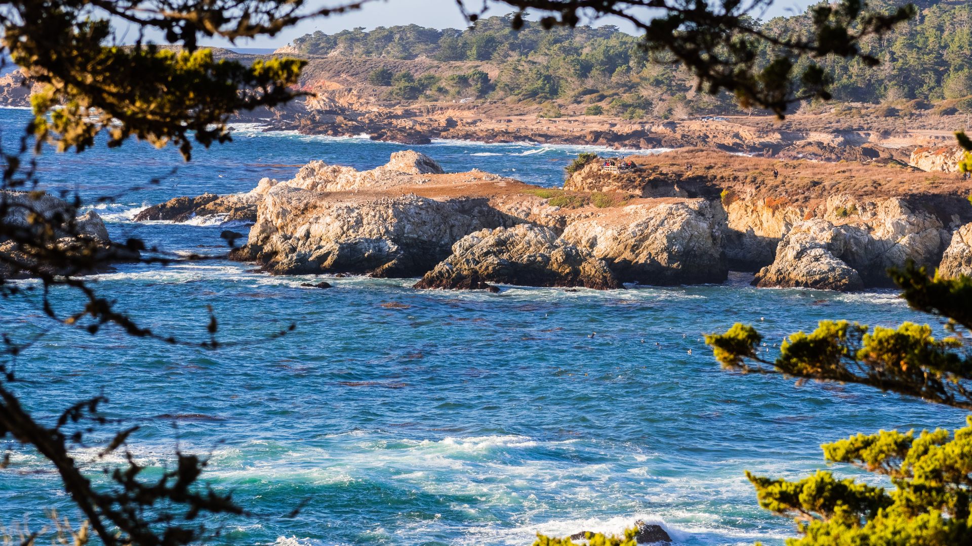 A scenic coastal view of Point Lobos State Natural Reserve, showing rugged rocky outcrops emerging from the deep blue Pacific Ocean, framed by the dark green foliage of trees in the foreground. 
