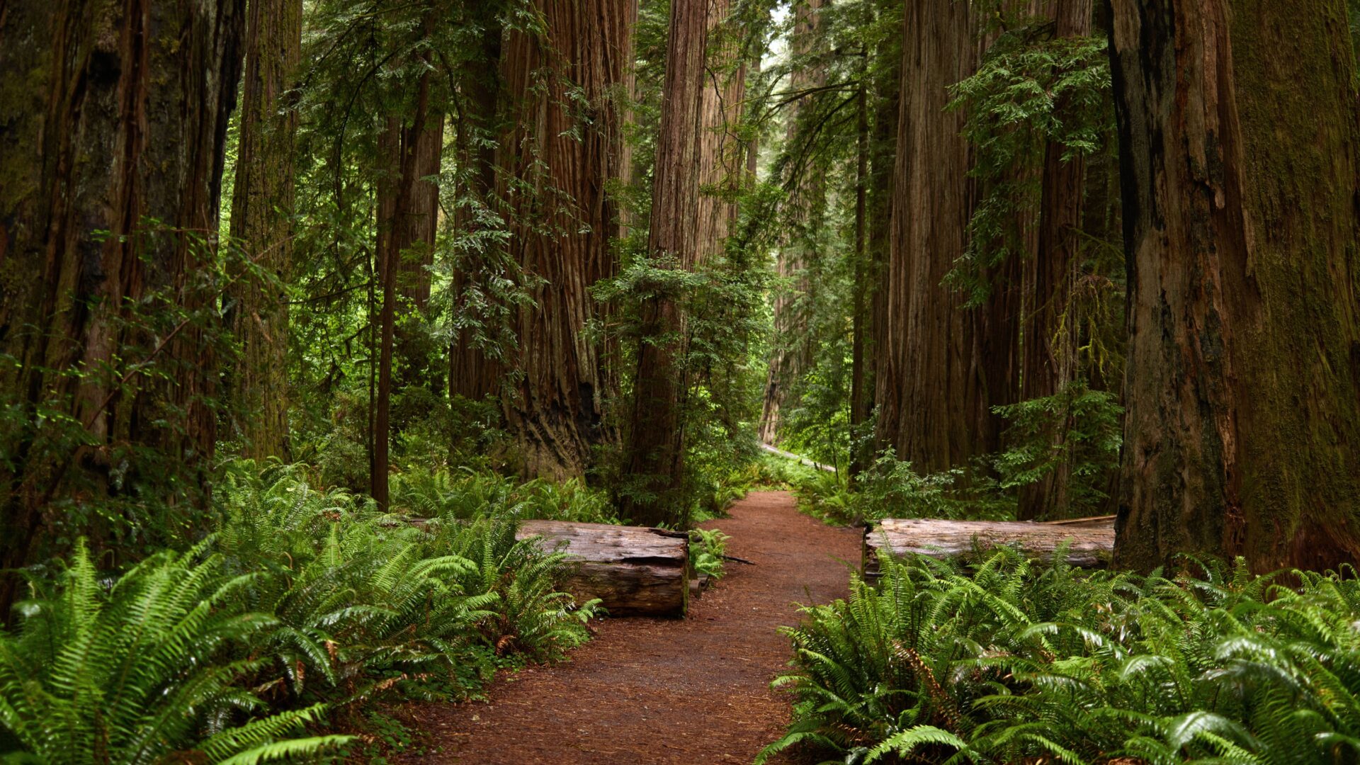 A dirt path winds through a dense forest of towering redwood trees, with vibrant green ferns covering the forest floor on both sides of the trail. Fallen logs lie beside the path, adding to the natural setting.