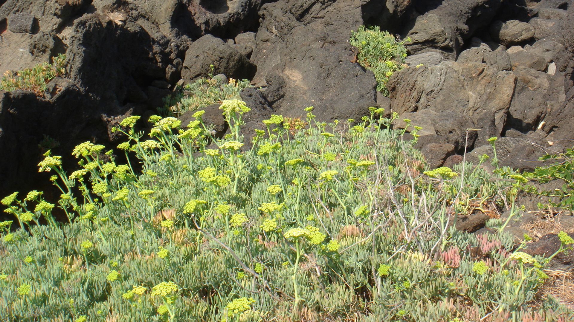 A wide shot of vibrant green rock samphire plants with yellowish-green flowers, growing abundantly on dark, rocky coastal terrain.