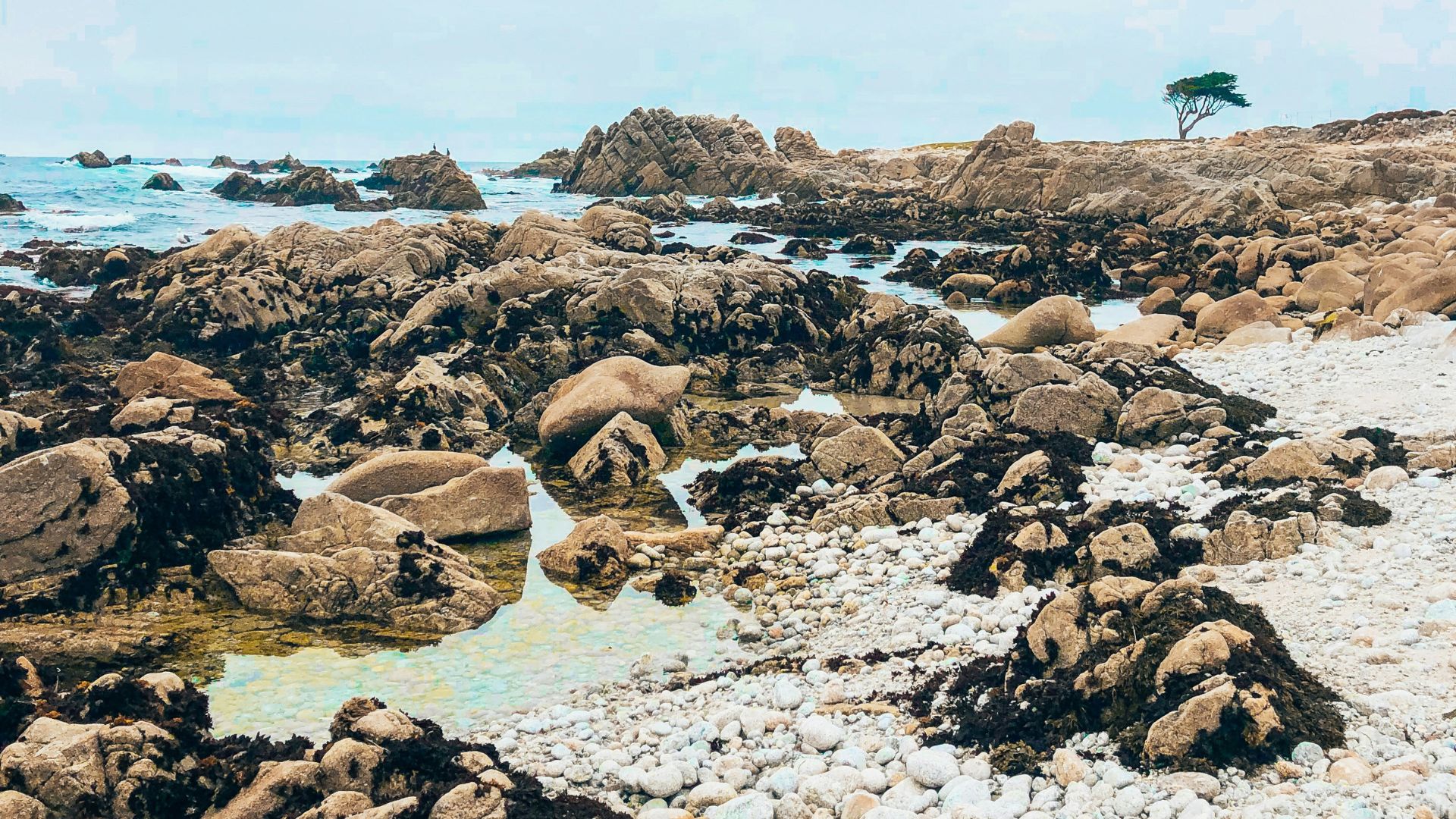 A wide shot of a rocky coastline in Monterey, California, featuring numerous large rocks and tidepools along the shore, with the ocean and a lone tree in the distance under a bright sky.