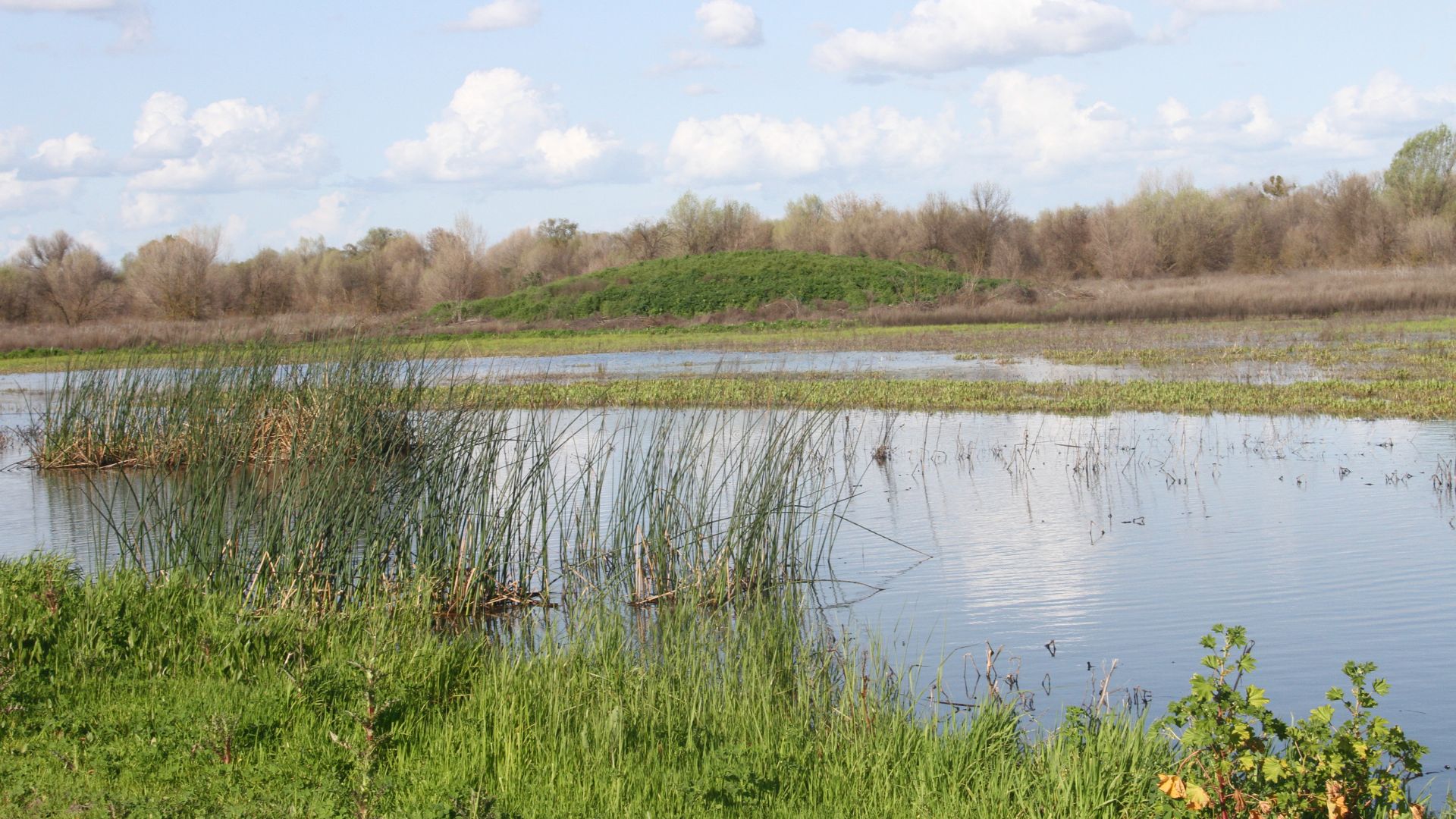 A wide, calm river or wetland channel flows through a flat landscape under a bright blue sky with scattered white clouds. The near bank is covered in vibrant green grass, while the far bank is lined with dense, tall marsh vegetation and distant trees.