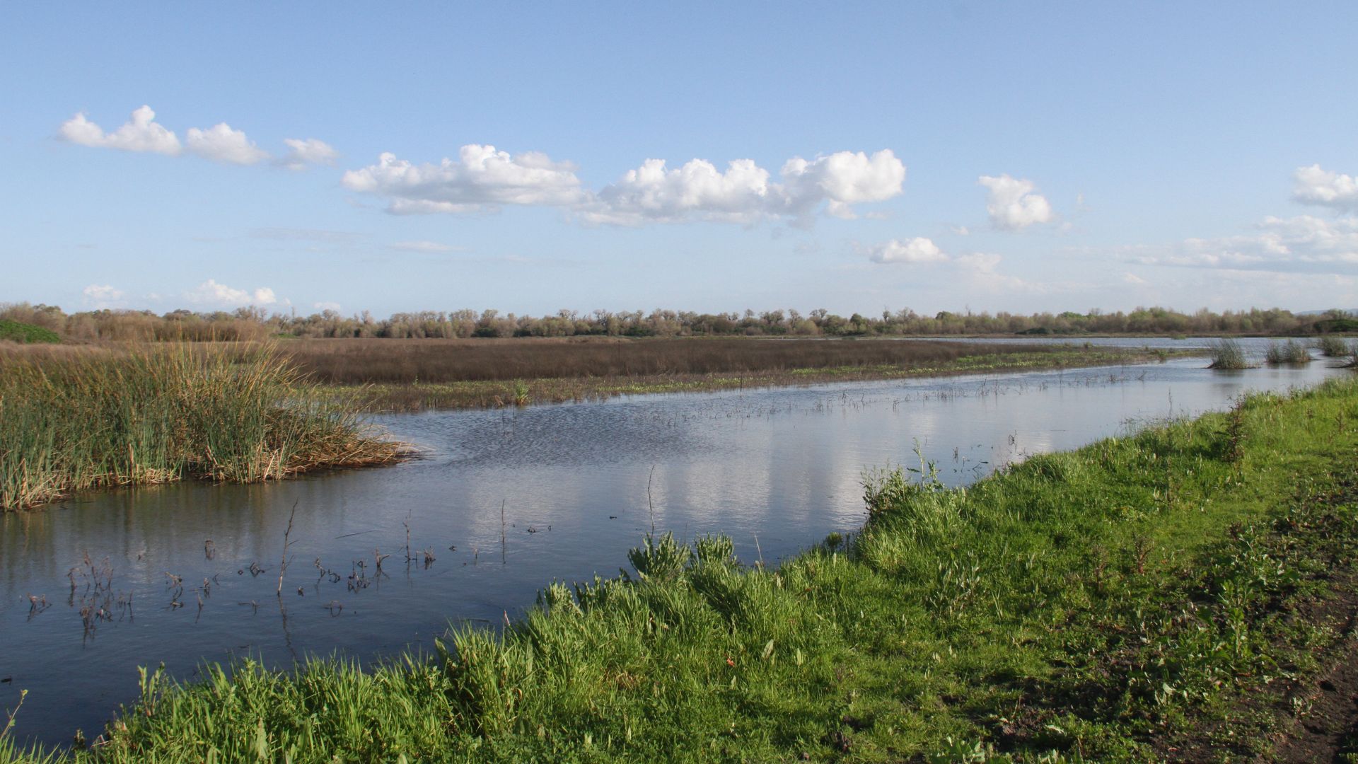 A wide, calm river or wetland channel flows through a flat landscape under a bright blue sky with scattered white clouds. The near bank is covered in vibrant green grass, while the far bank is lined with dense, tall marsh vegetation and distant trees.