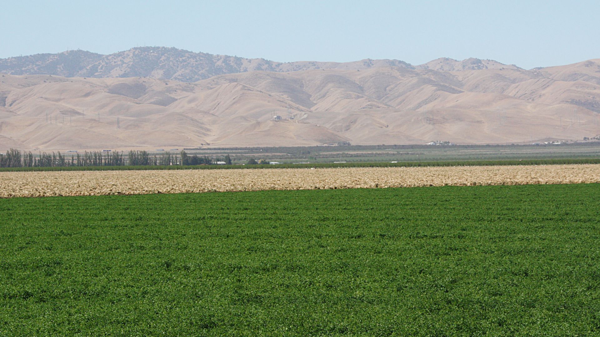 A wide-angle landscape photograph shows a vast expanse of agricultural fields under a clear sky, with a dark green crop in the foreground, a lighter brown, possibly fallow, field in the midground, and a long, low range of tan-colored mountains in the background. A line of trees is visible between the fields and the mountains.