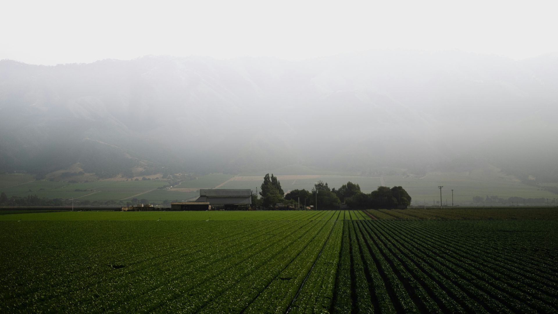 A wide-angle landscape photo shows vast, verdant agricultural fields under a hazy, foggy sky, with a farm building and trees nestled in the middle distance at the base of a low mountain range shrouded in mist. The fields in the foreground are neatly tilled, showing rows of crops, some lighter green and others darker.