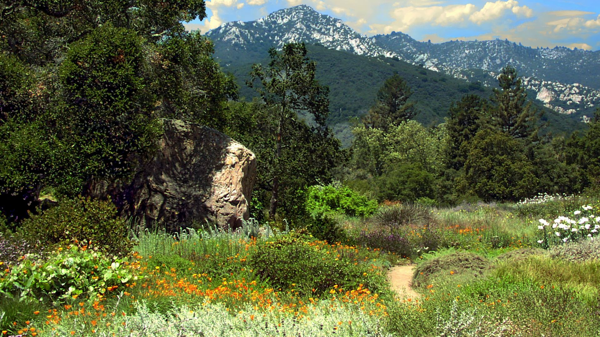 A vibrant landscape image showcasing a diverse collection of California native plants, including wildflowers and trees, within the Santa Barbara Botanic Garden, with mountains visible in the background under a partly cloudy sky.