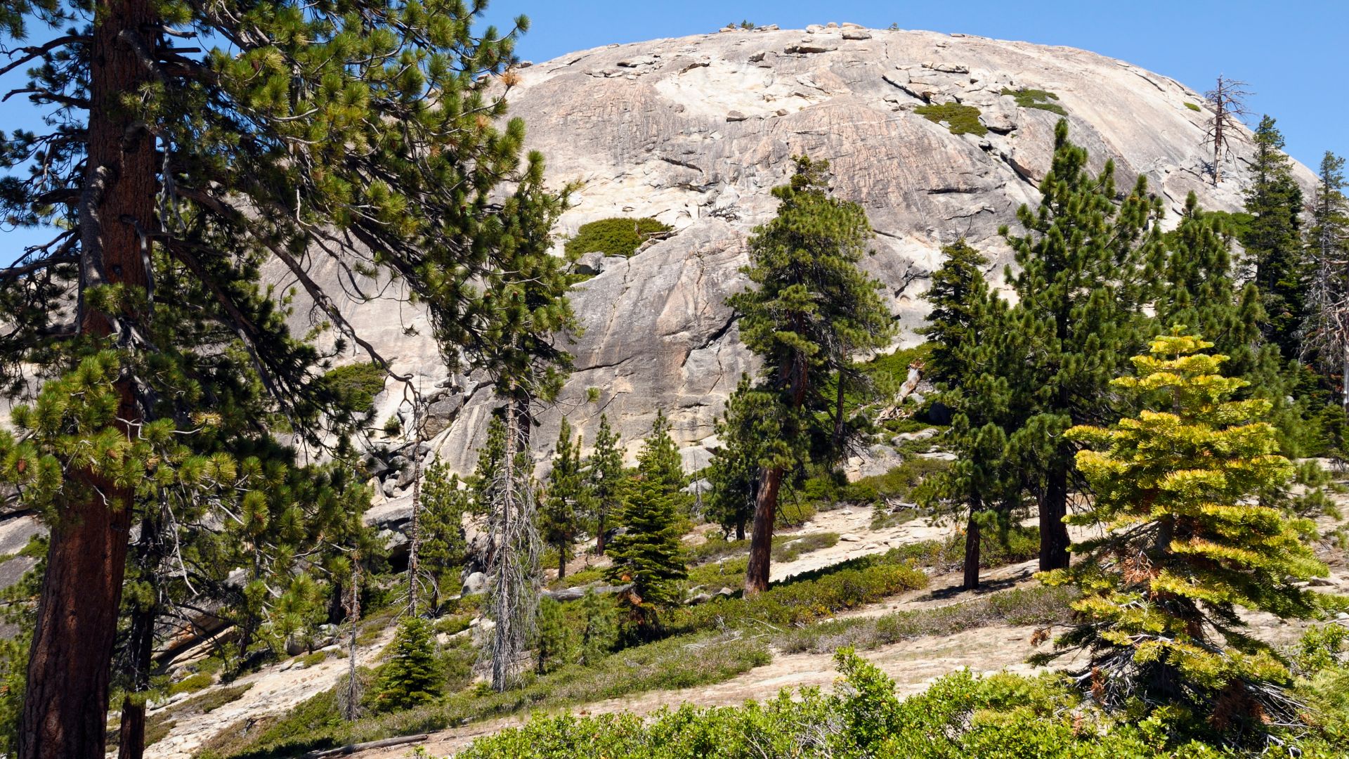 A large, rounded granite dome, Sentinel Dome, rises prominently in the background, surrounded by numerous pine trees, with some appearing in the foreground and others dotting the slopes leading up to the dome. The sky above is clear and blue.